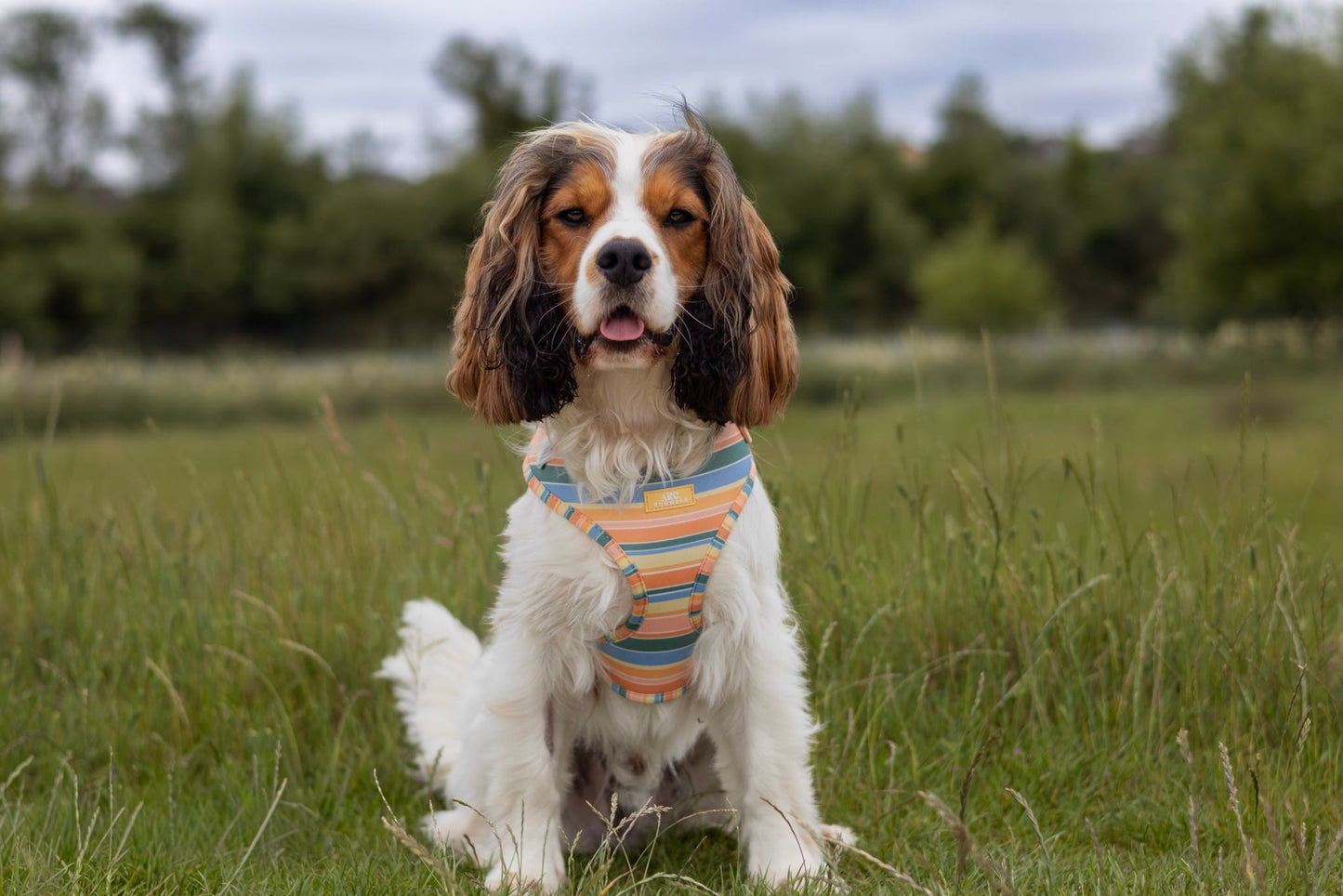 Sete Adjustable Harness