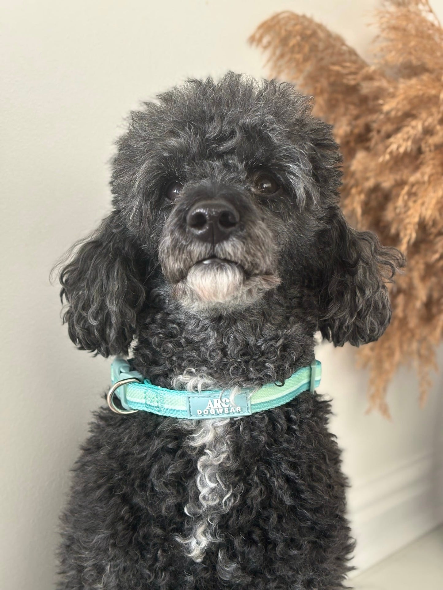 Vista Adjustable Collar