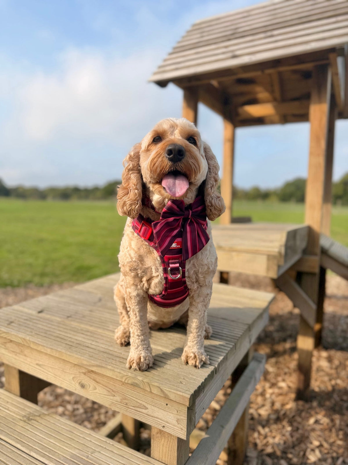 Bramble ARC. Adventurer Harness - New Size Guide