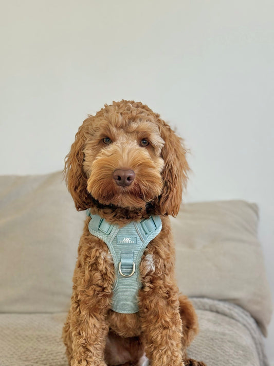 Celadon ARC. Adventurer Harness (Corduroy)