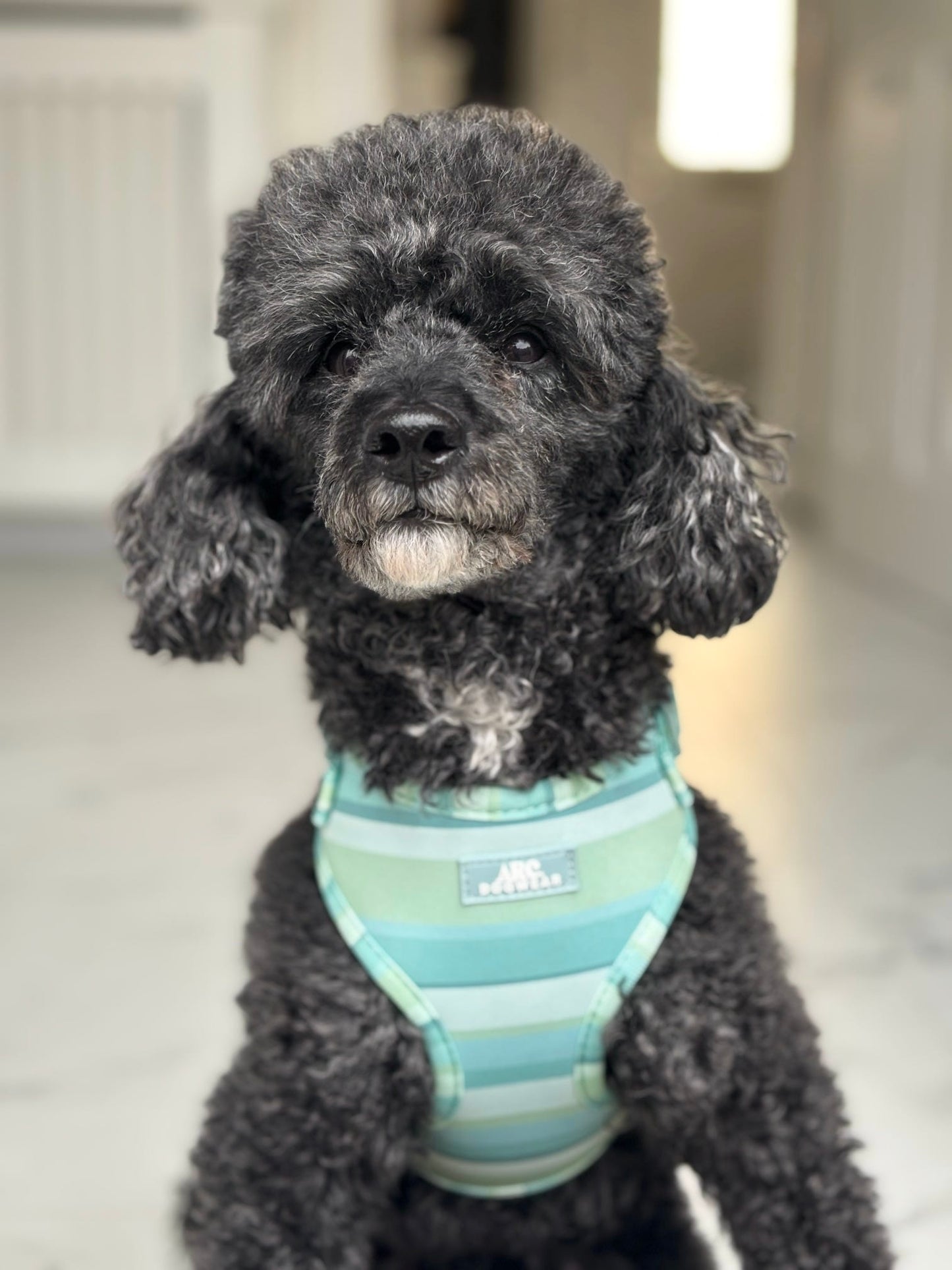 Vista Adjustable Harness