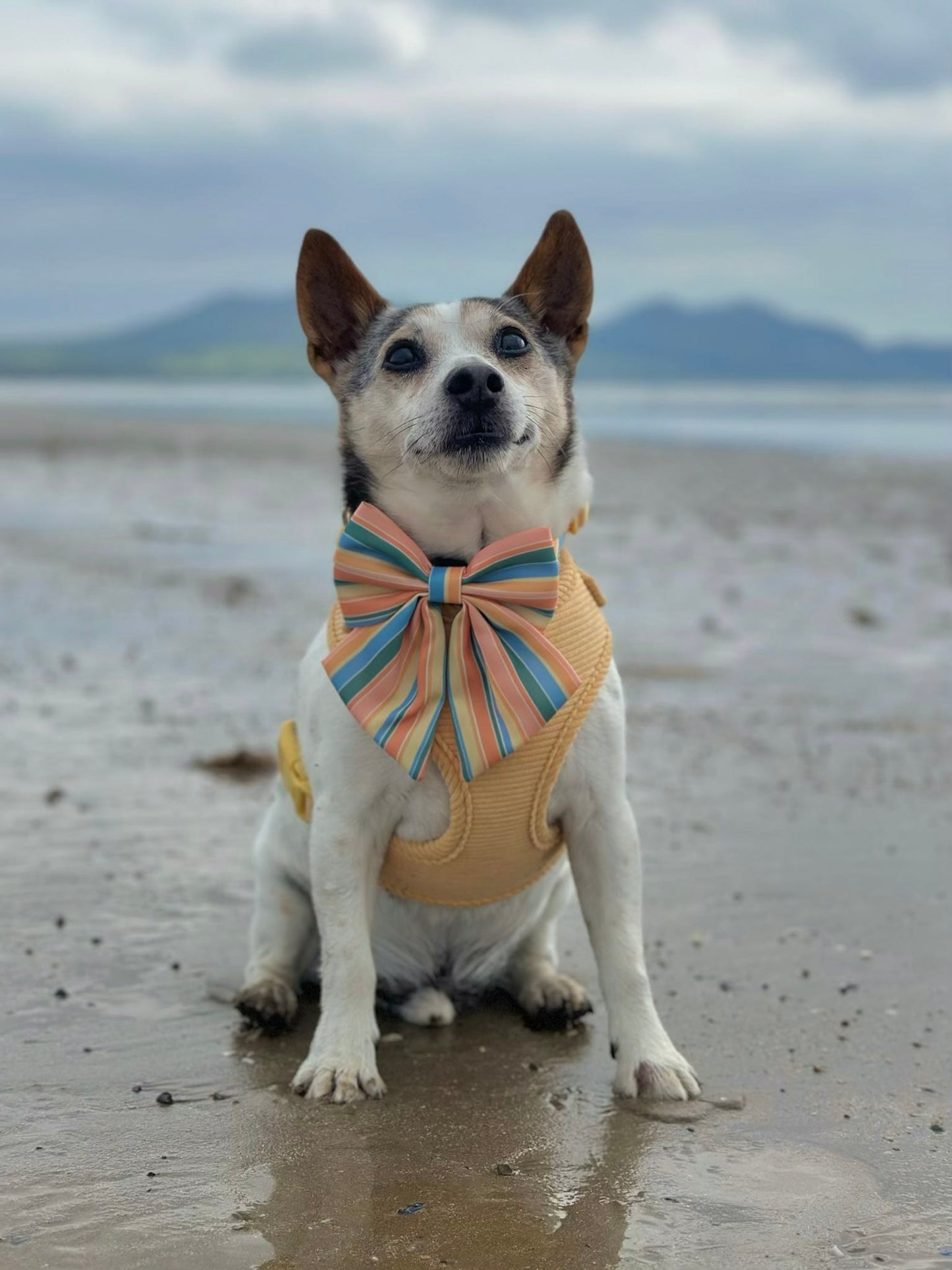 Sete Sailor Bow (Longer Tails)