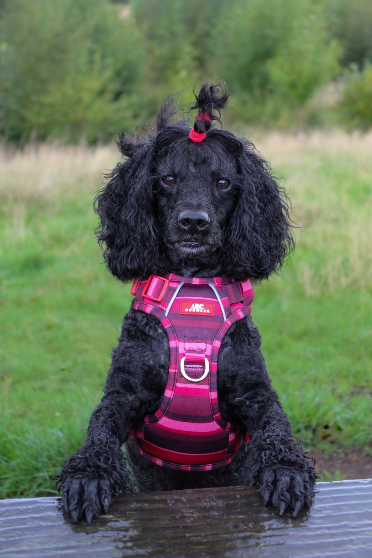 Bramble ARC. Adventurer Harness - New Size Guide
