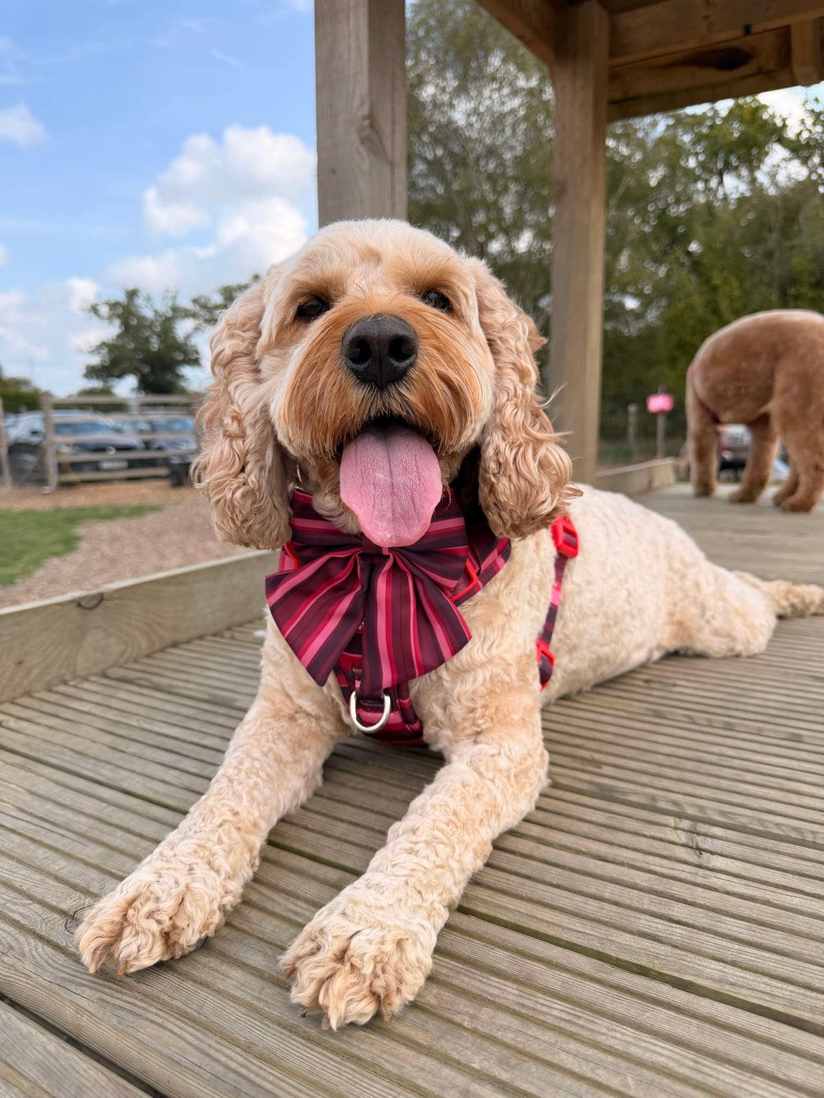 Bramble Sailor Bow