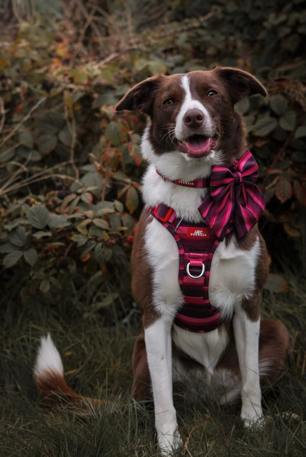 Bramble ARC. Adventurer Harness - New Size Guide