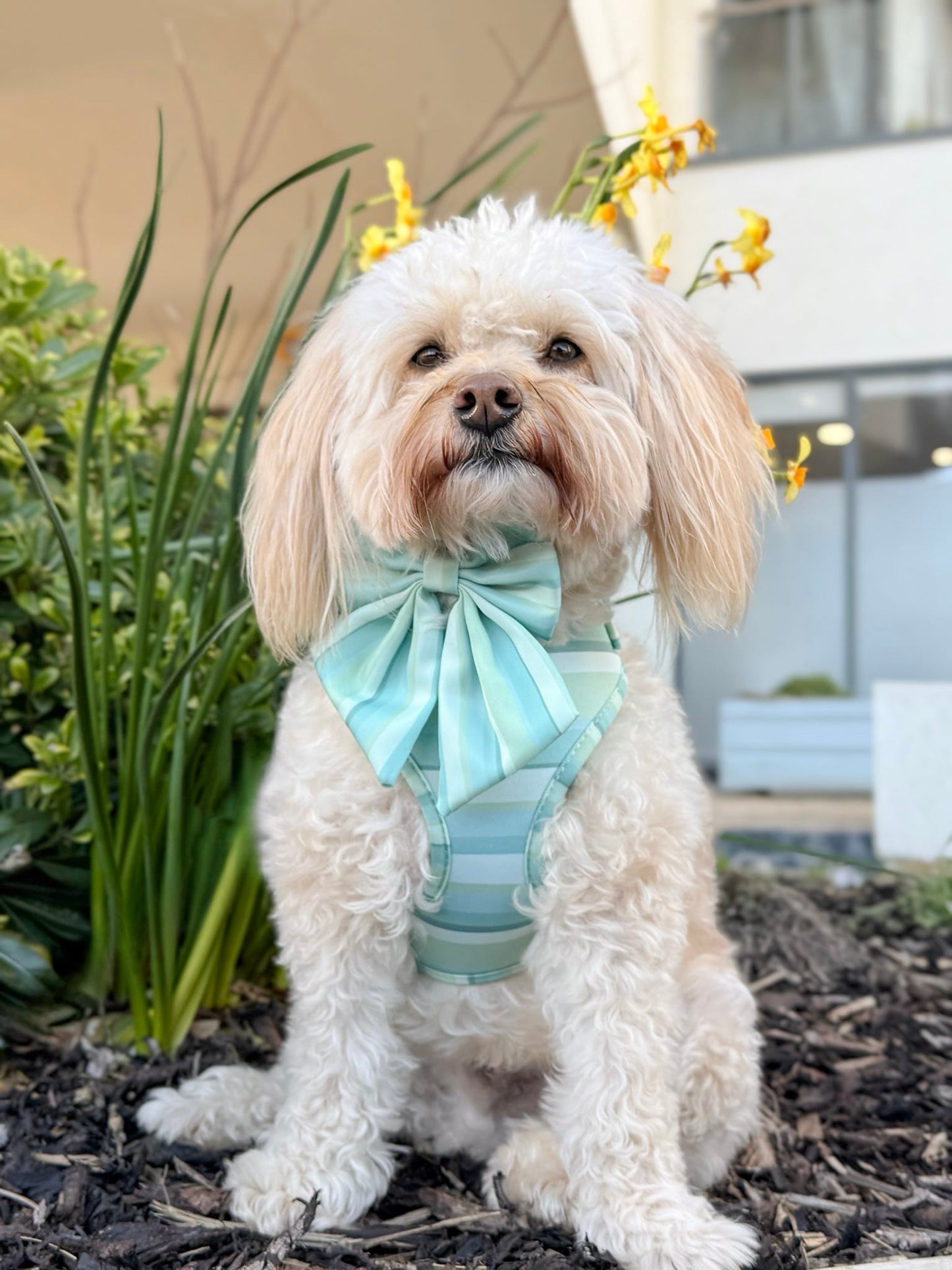 Vista Adjustable Harness