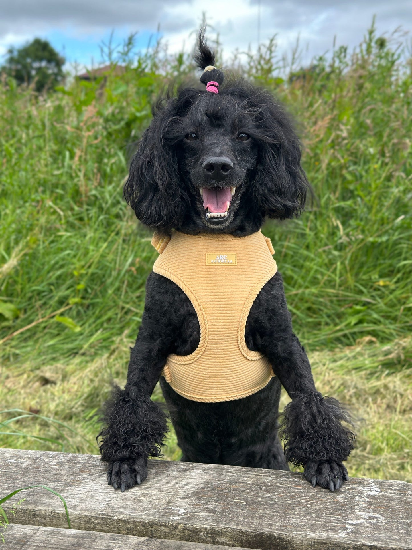 Sol Adjustable Harness (Corduroy)