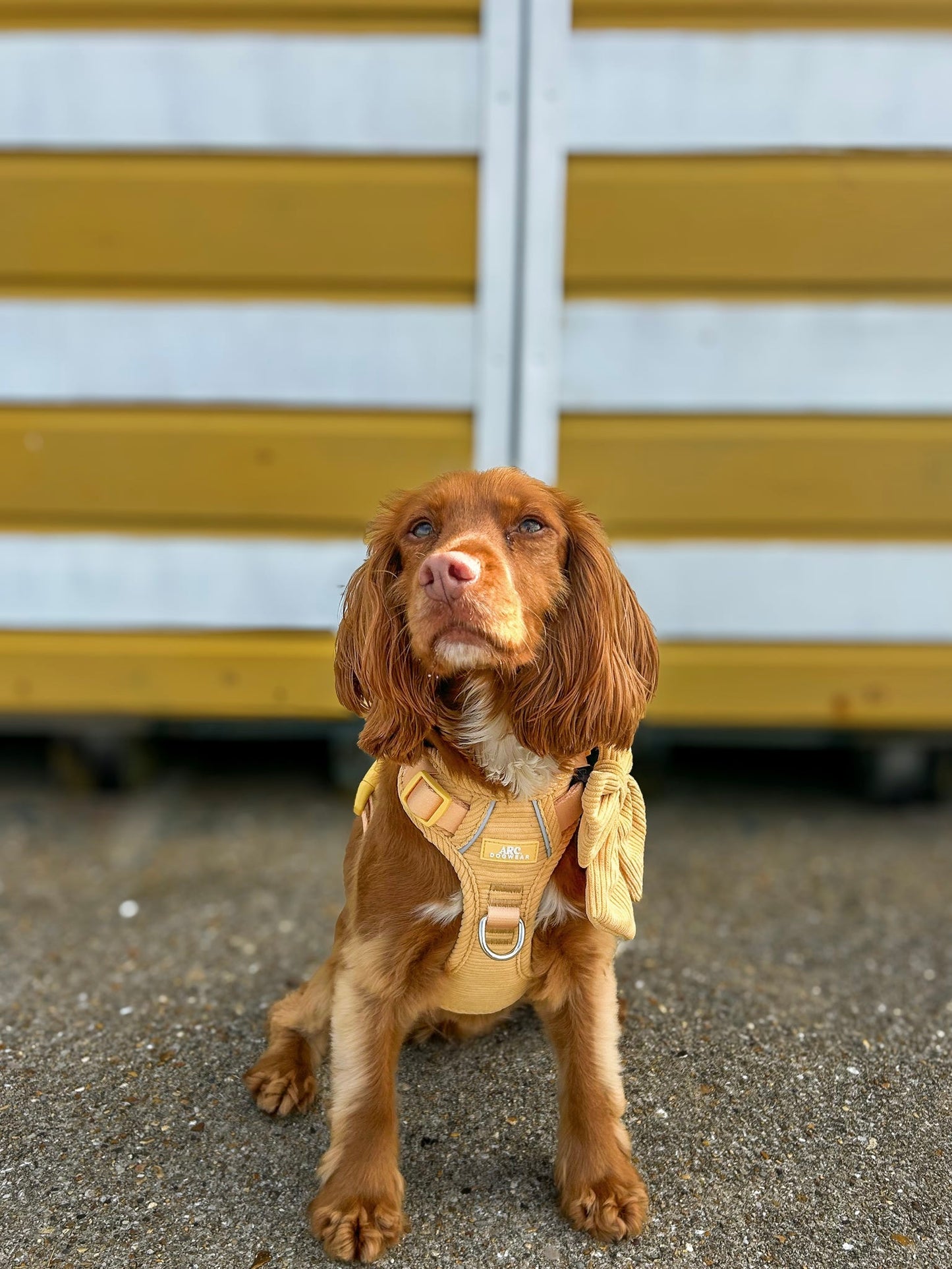 Sol ARC. Adventurer Harness (Corduroy)