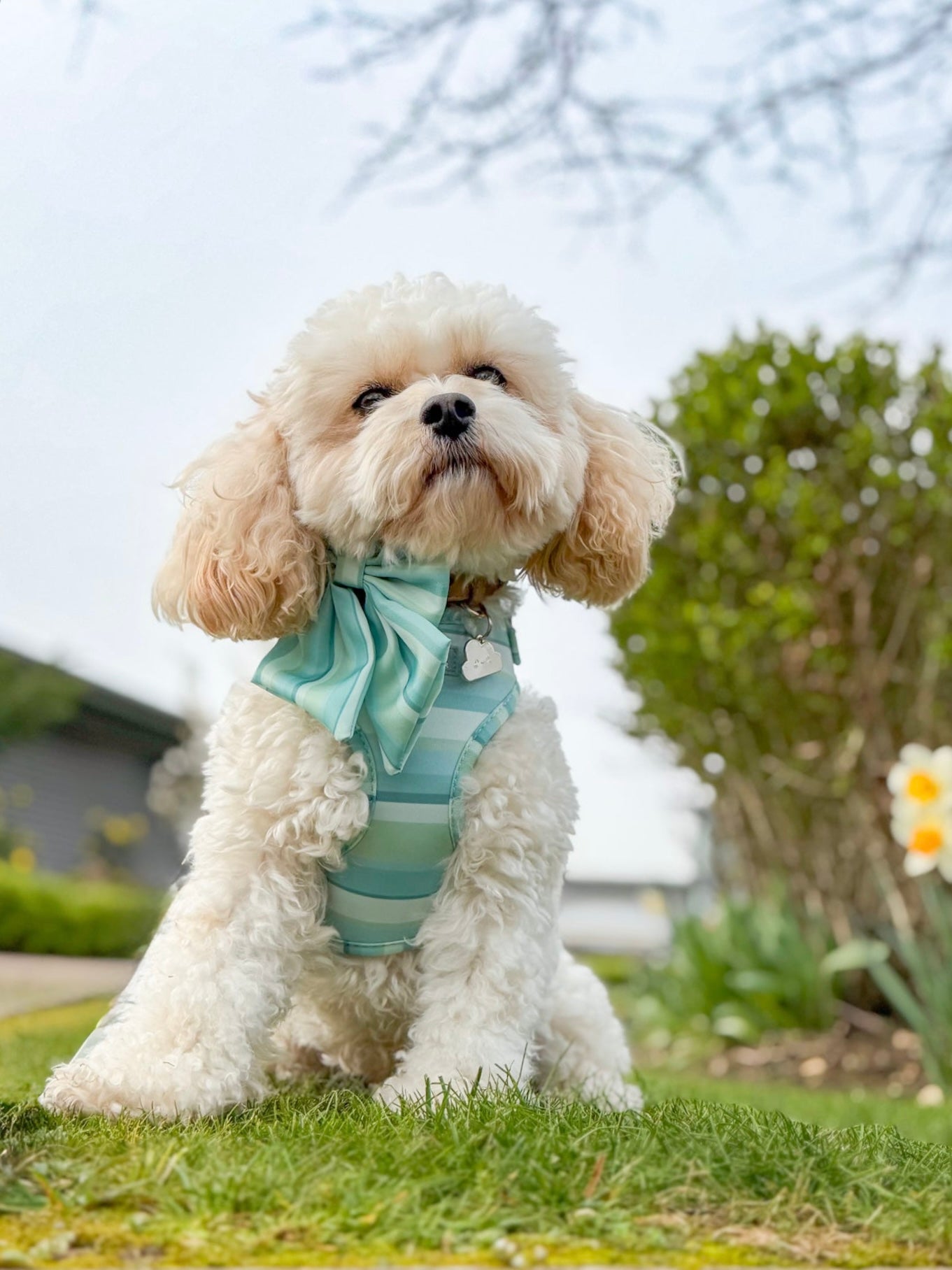 Vista Adjustable Harness