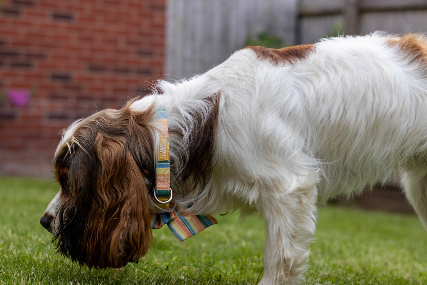 Sete Adjustable Collar