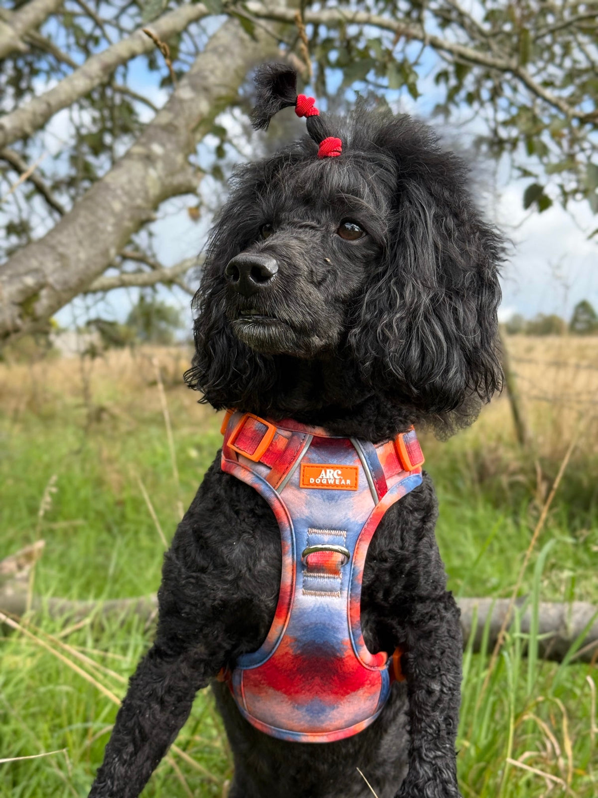 Canopy ARC. Adventurer Harness - New Size Guide