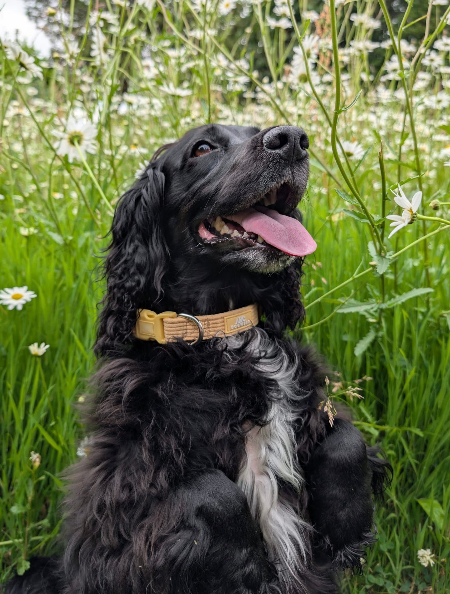 Sol Adjustable Collar (Corduroy)