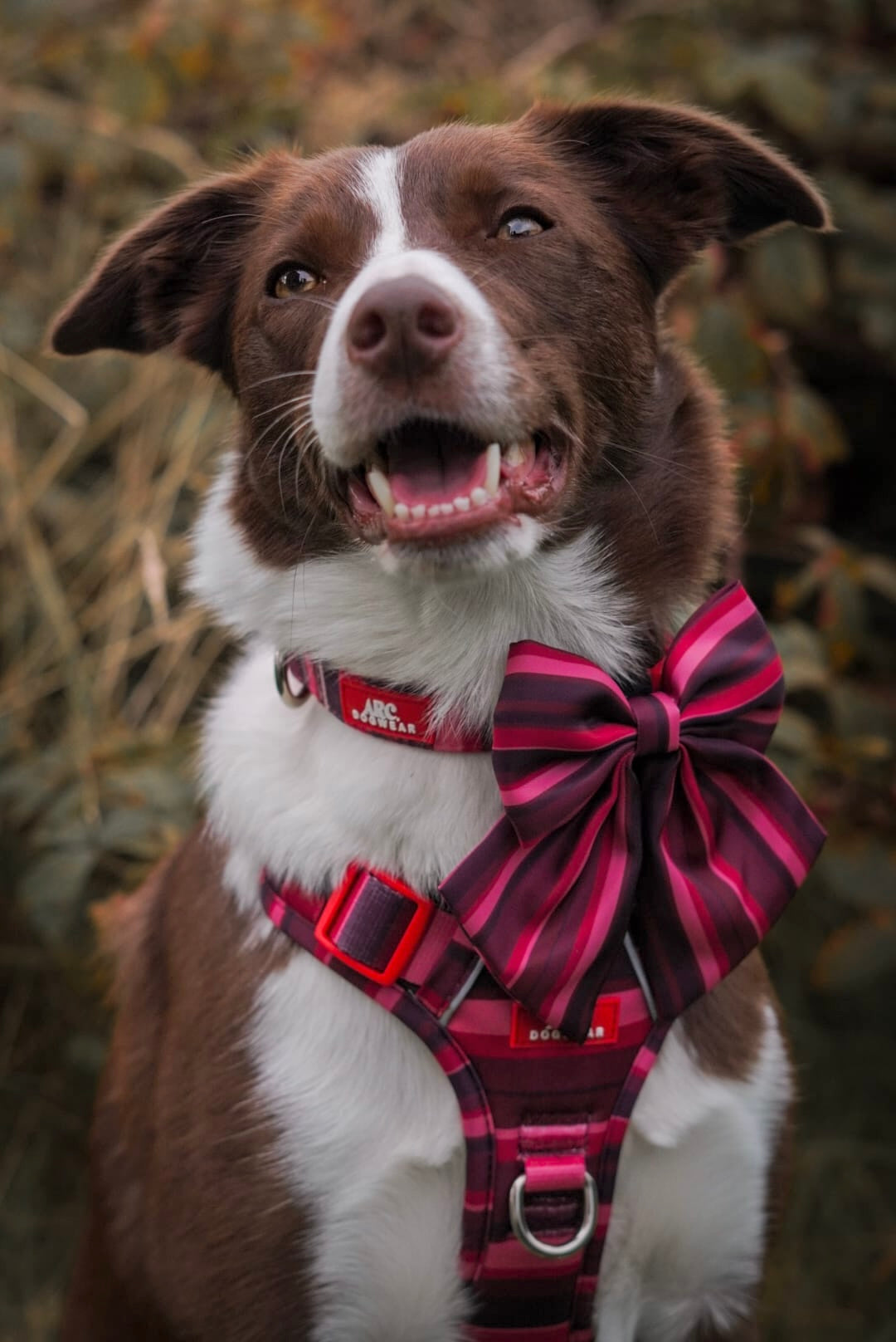 Bramble Sailor Bow