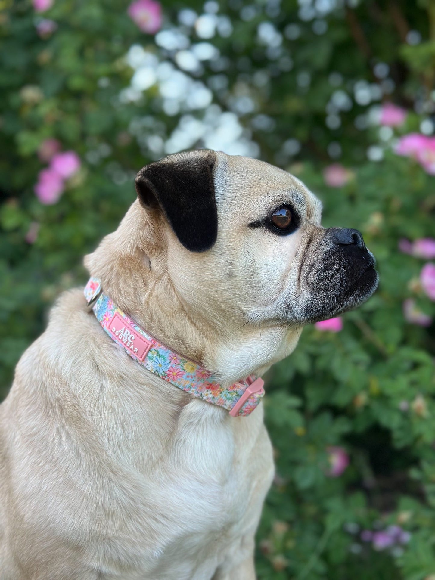 Flora Adjustable Collar