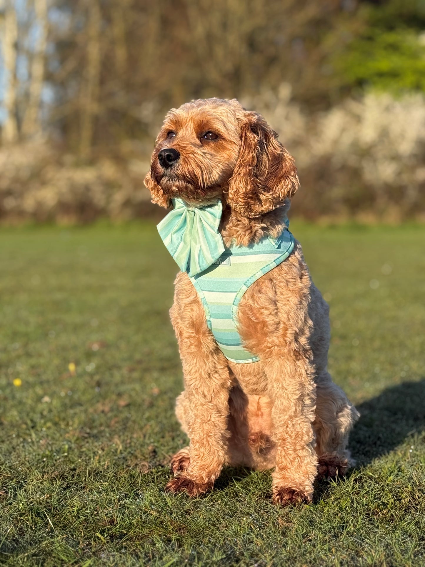 Vista Adjustable Harness