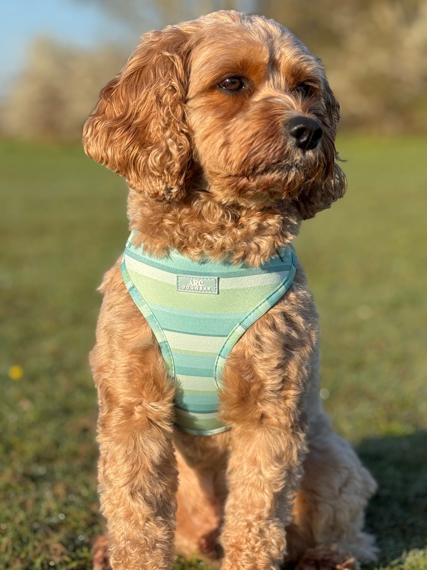 Vista Adjustable Harness
