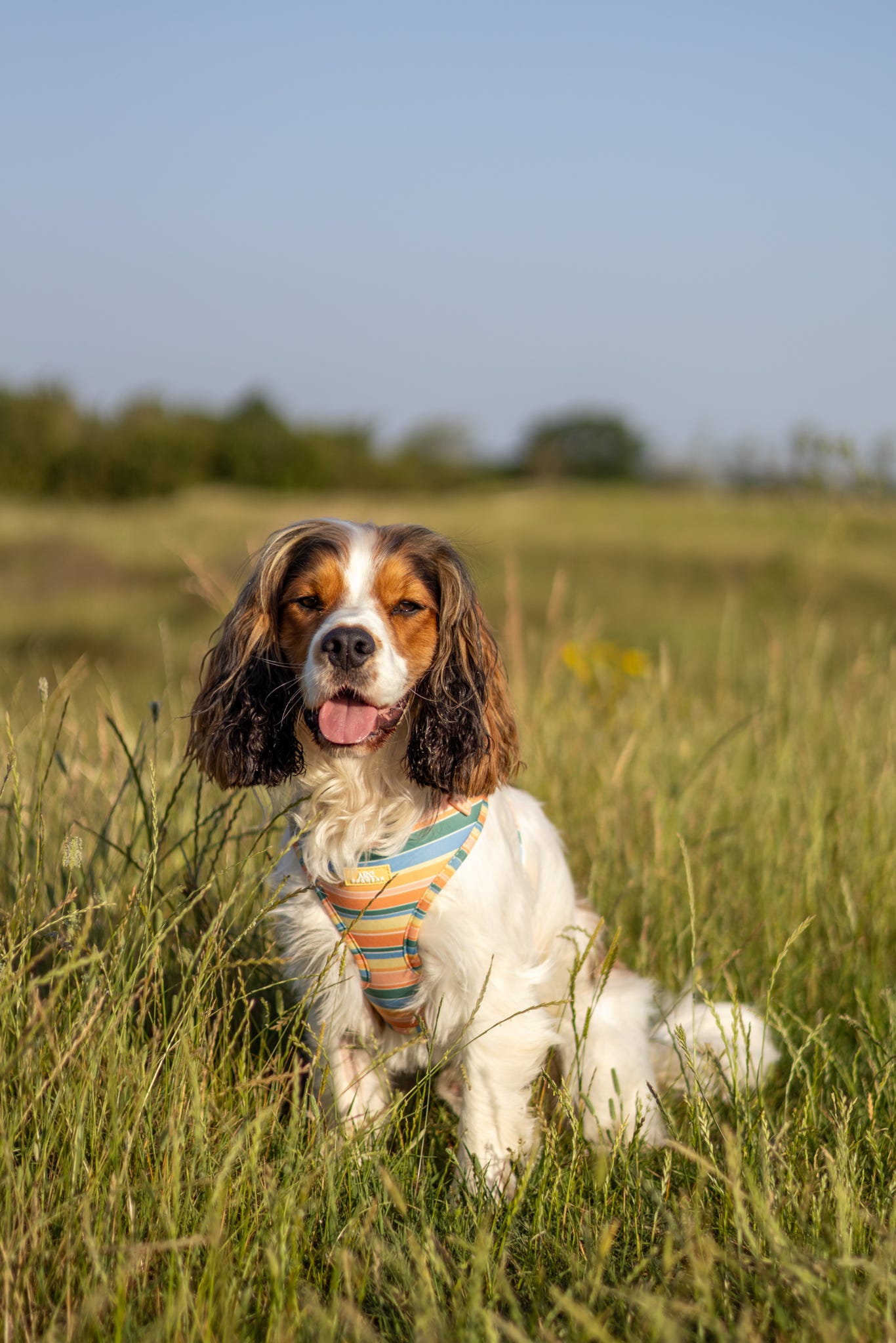 Sete Adjustable Harness