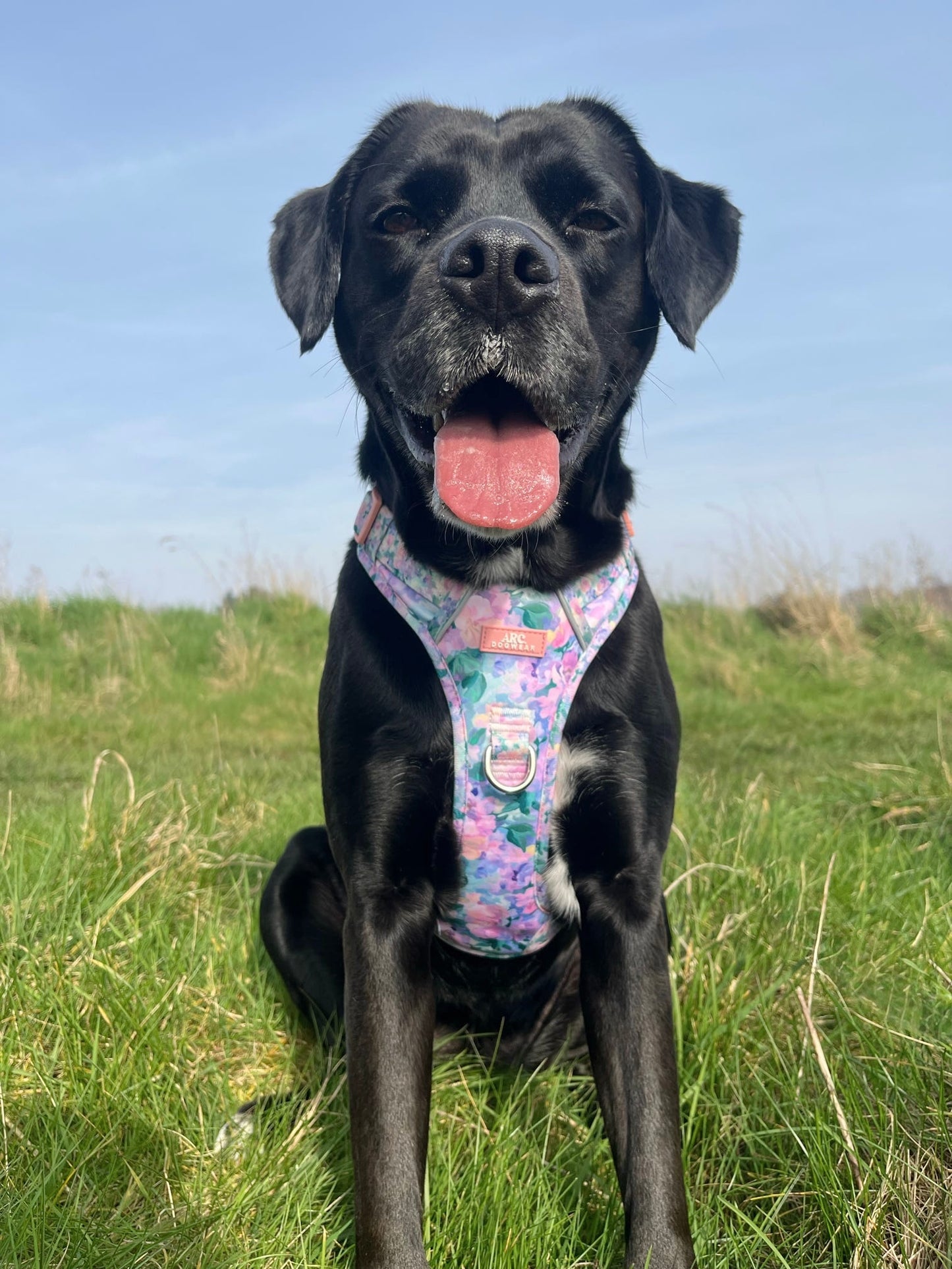 Mellie's Meadow ARC. Adventurer Harness