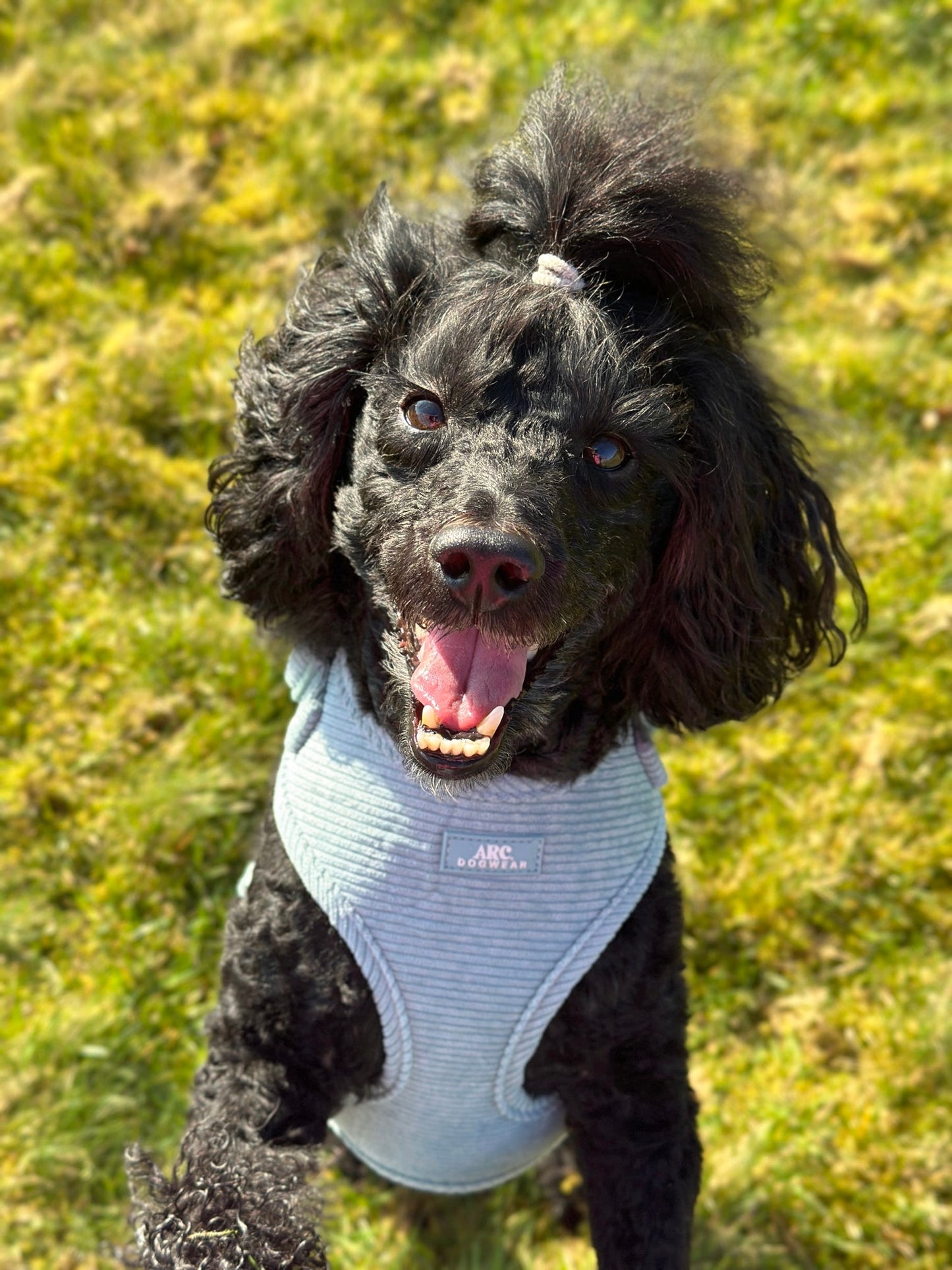 Celadon Adjustable Harness (Corduroy)