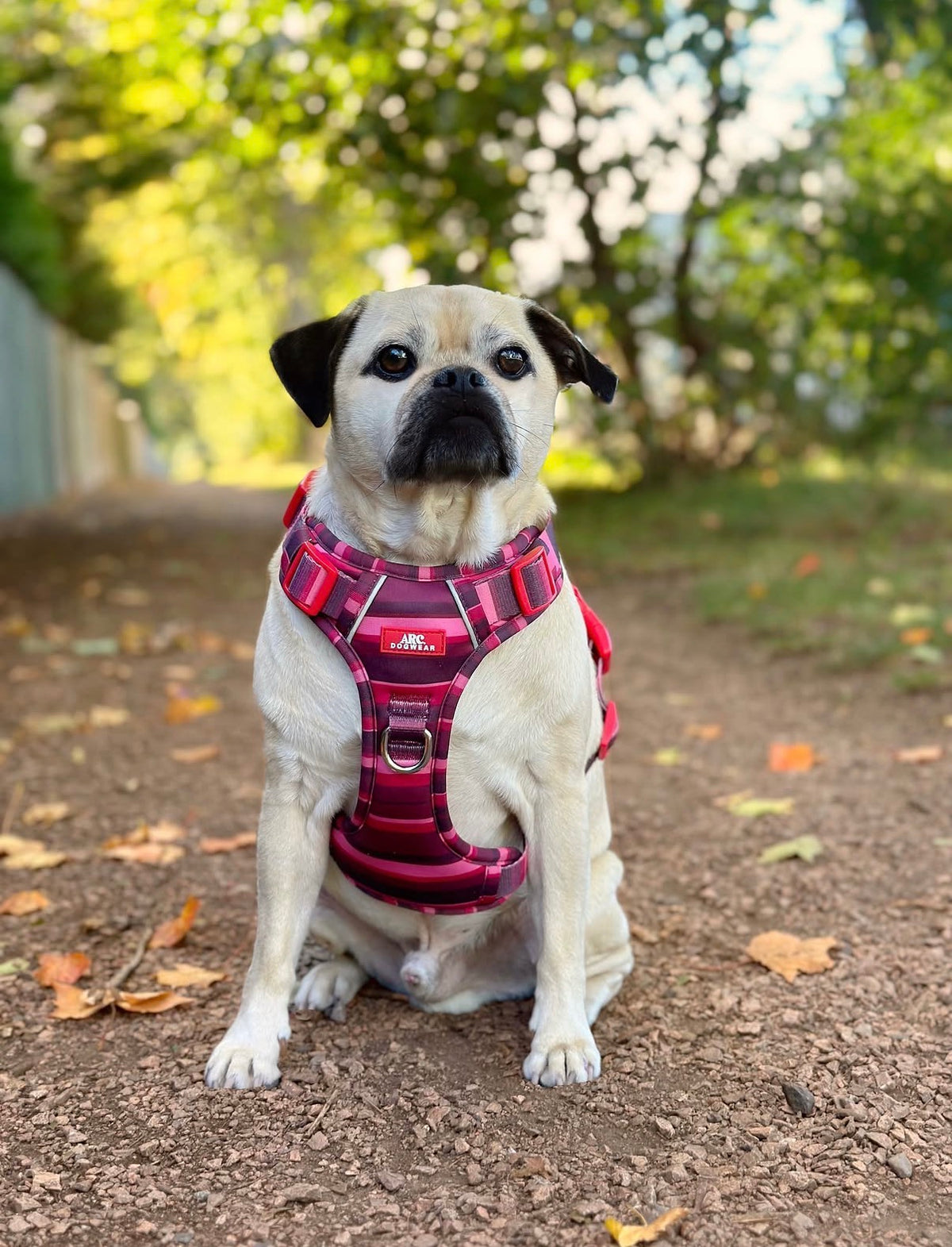 Bramble ARC. Adventurer Harness - New Size Guide