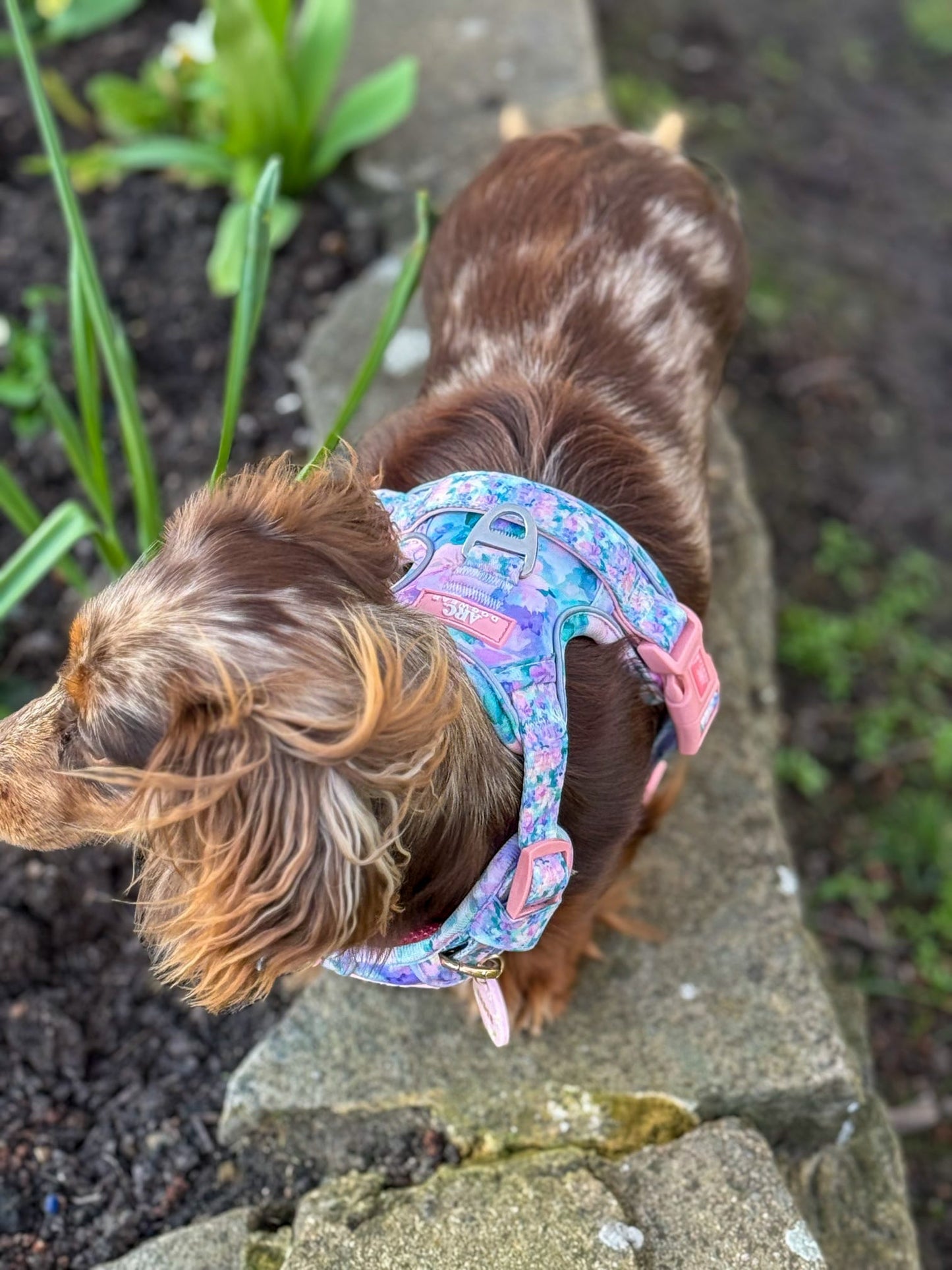 Mellie's Meadow ARC. Adventurer Harness