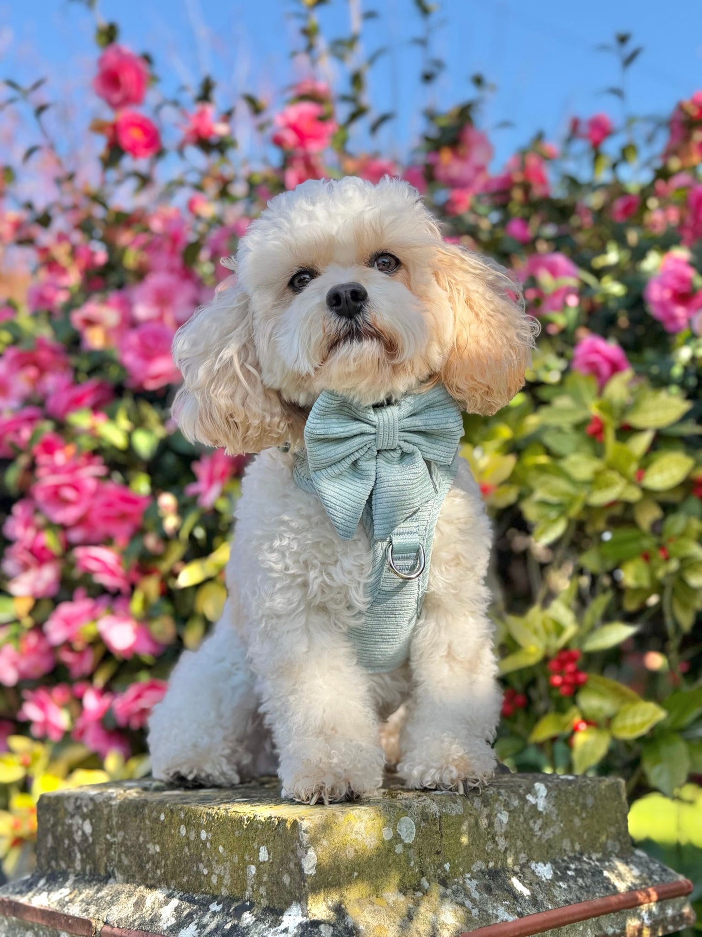 Celadon ARC. Adventurer Harness (Corduroy)
