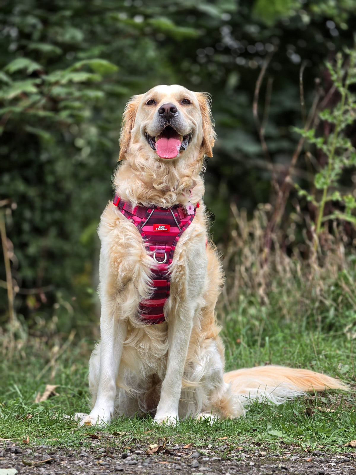 Bramble ARC. Adventurer Harness - New Size Guide