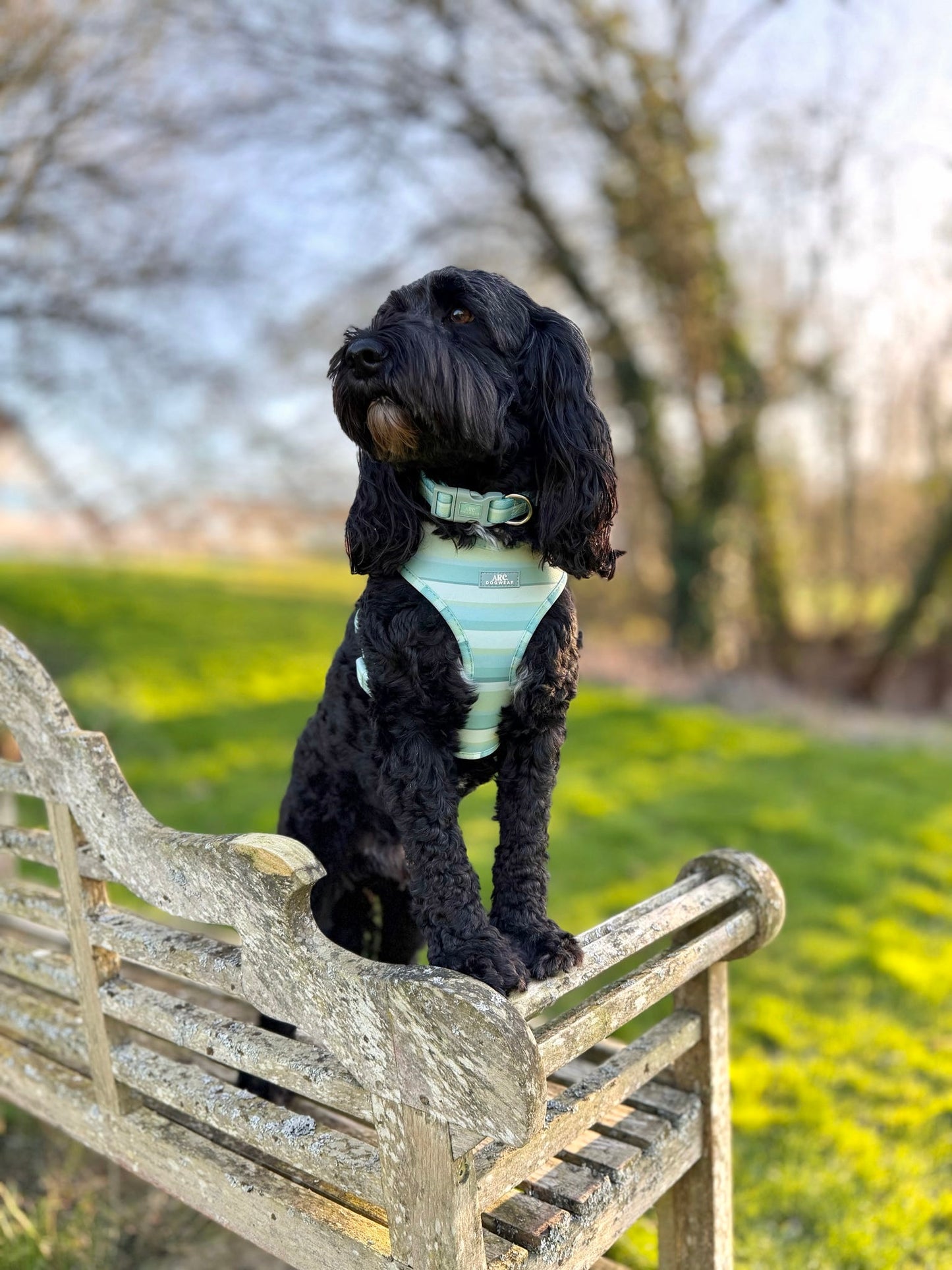 Vista Adjustable Harness