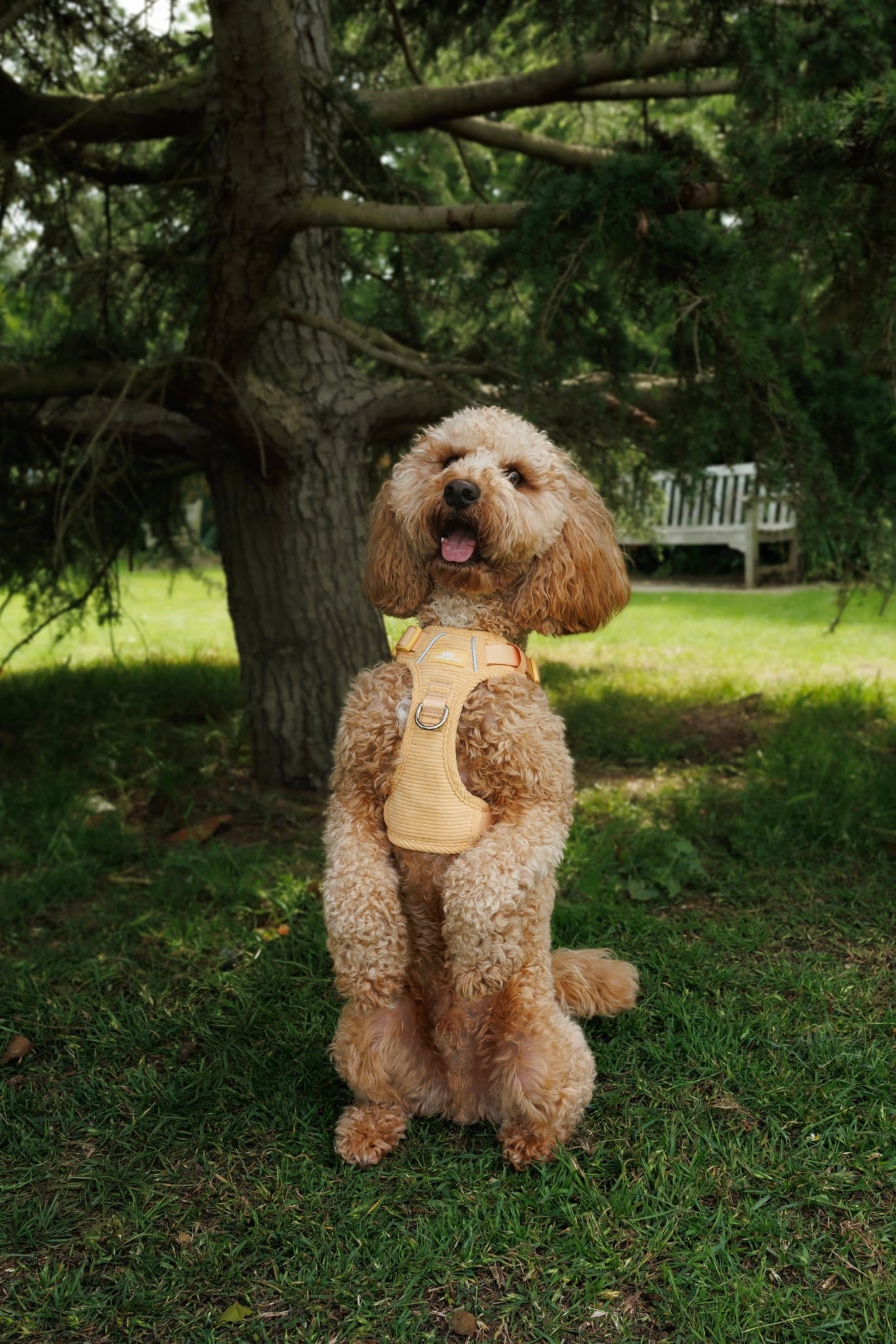 Sol ARC. Adventurer Harness (Corduroy)