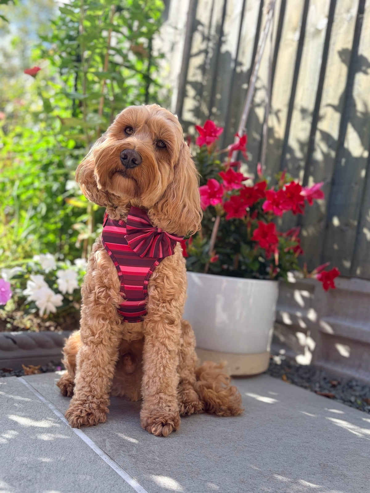 Bramble Adjustable Harness