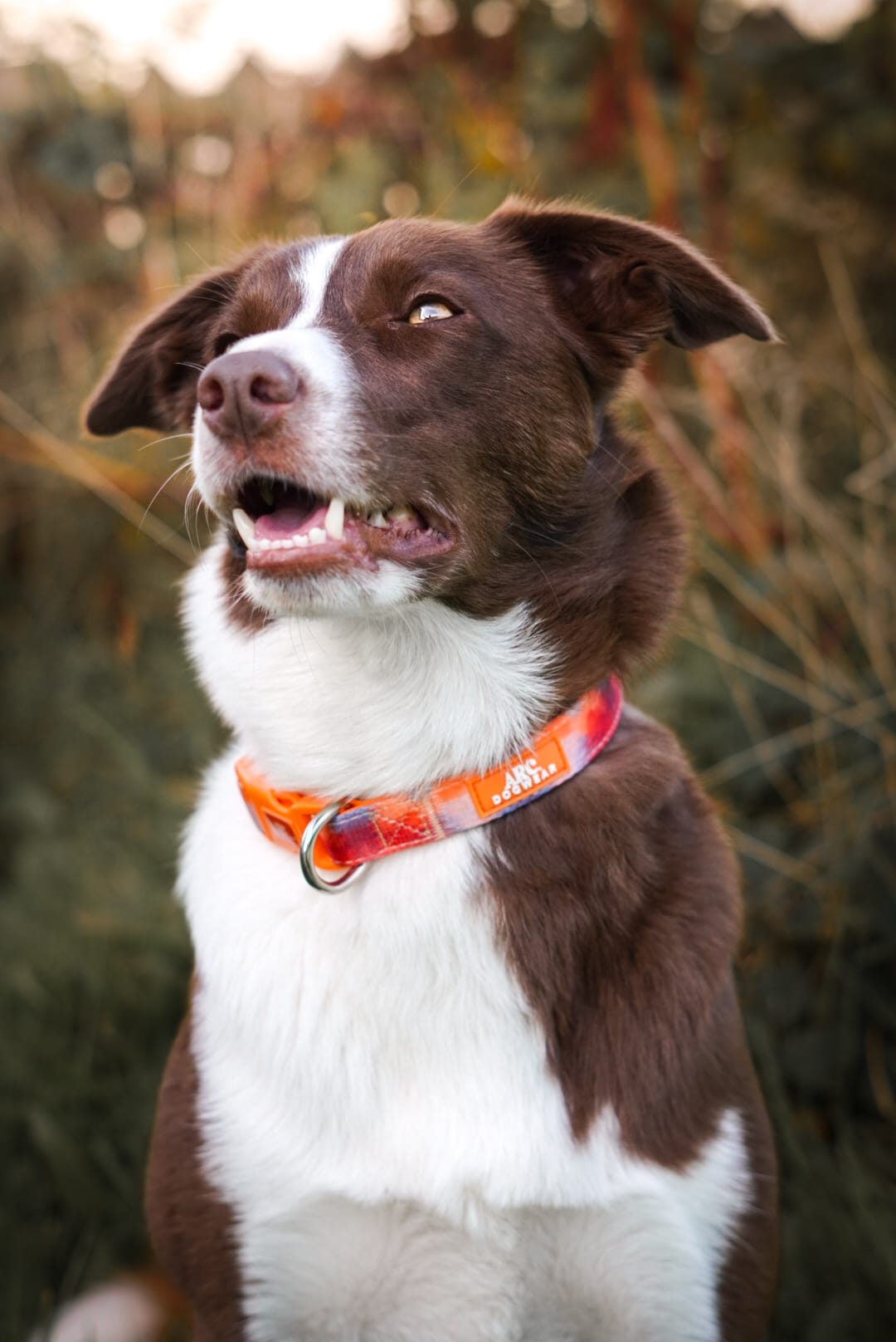 Canopy Adjustable Collar