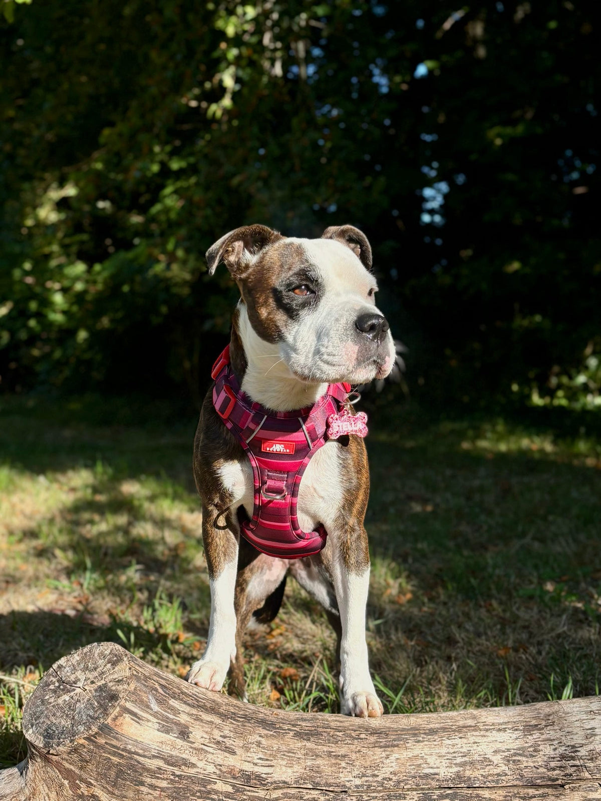 Bramble ARC. Adventurer Harness - New Size Guide