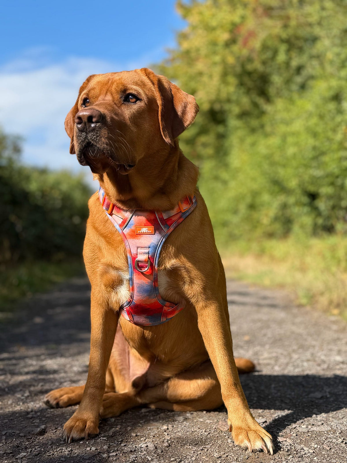 Canopy ARC. Adventurer Harness - New Size Guide