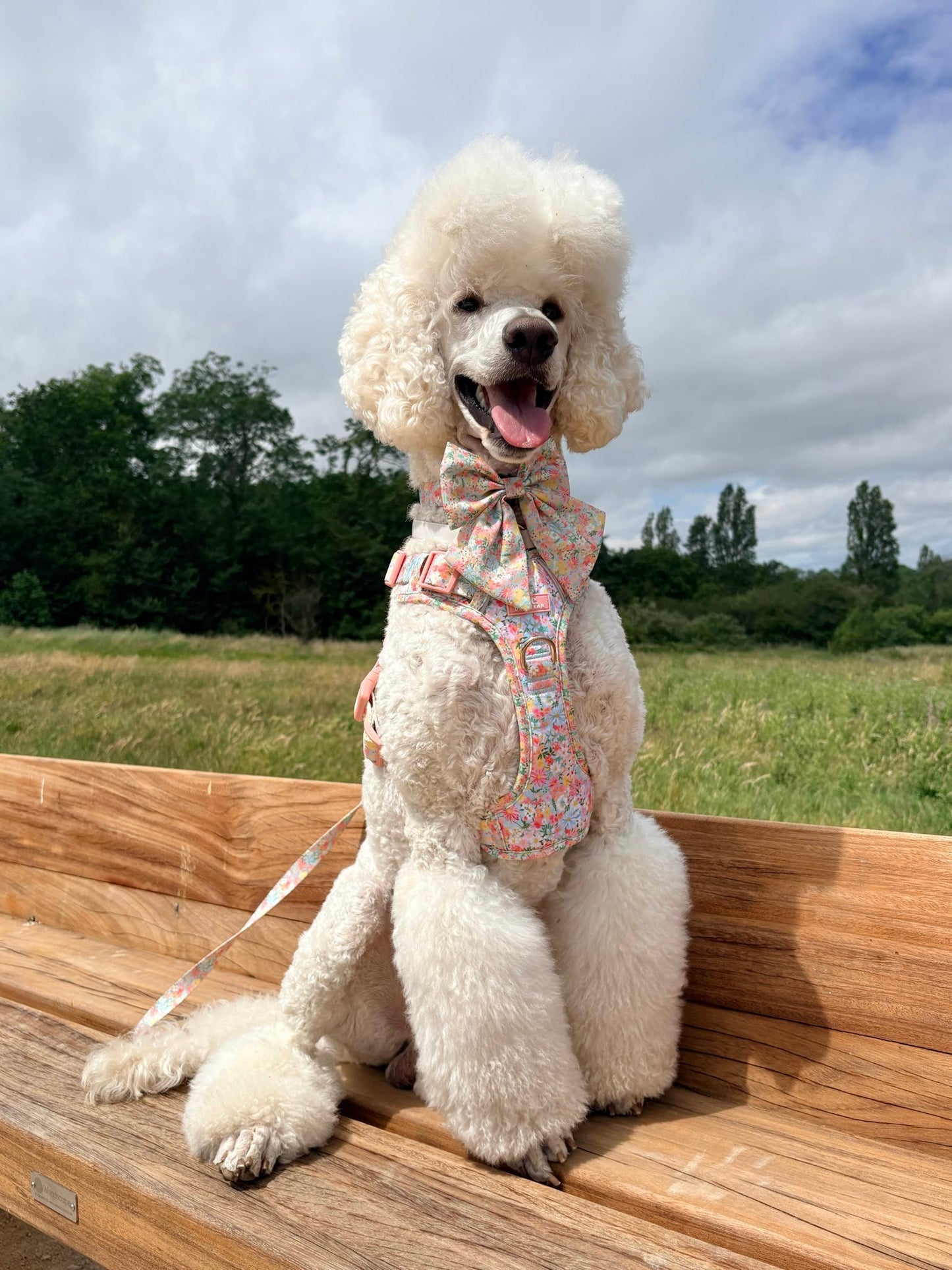 Flora ARC. Adventurer Harness