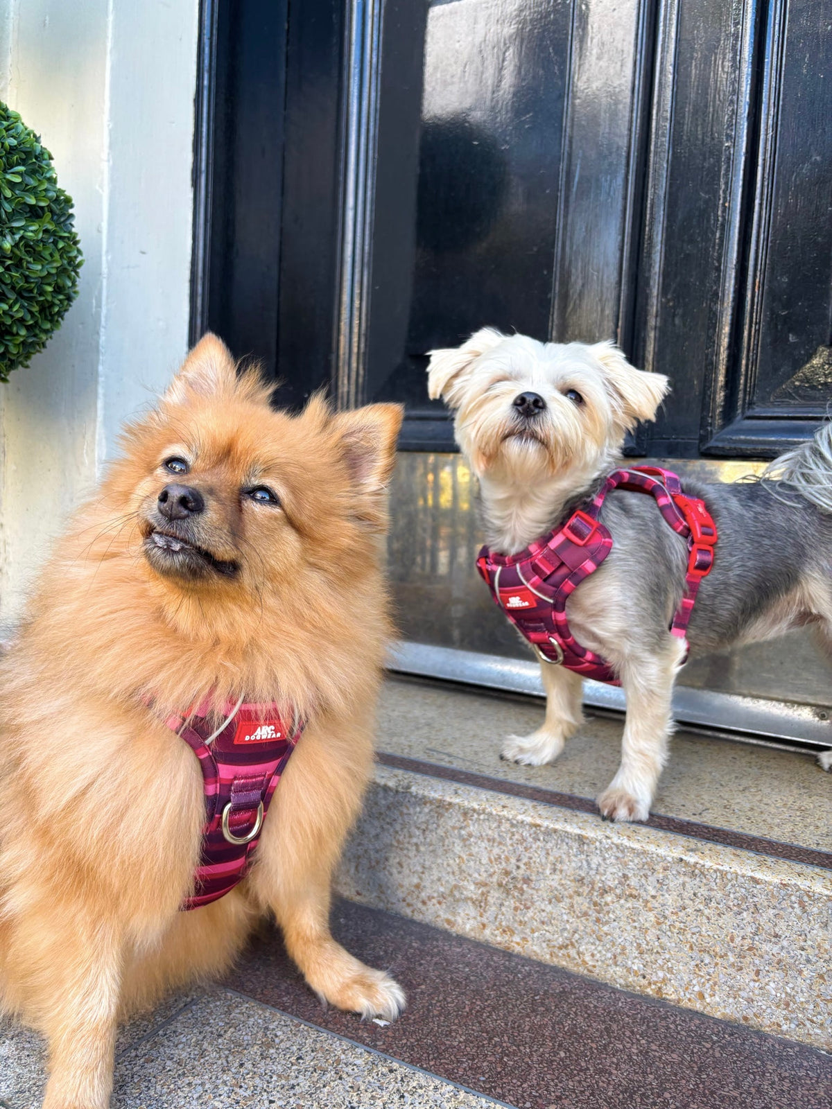 Bramble ARC. Adventurer Harness - New Size Guide