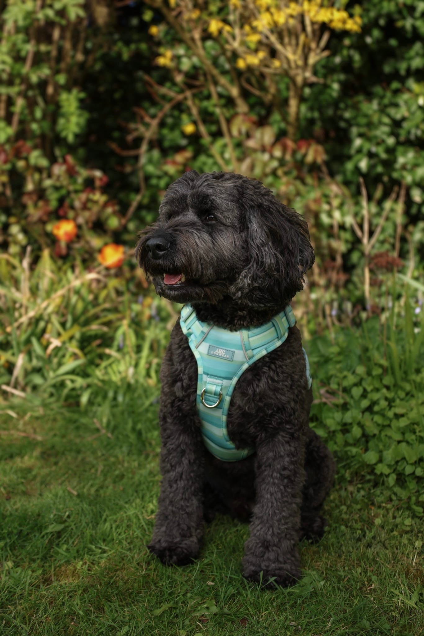 Vista ARC. Adventurer Harness