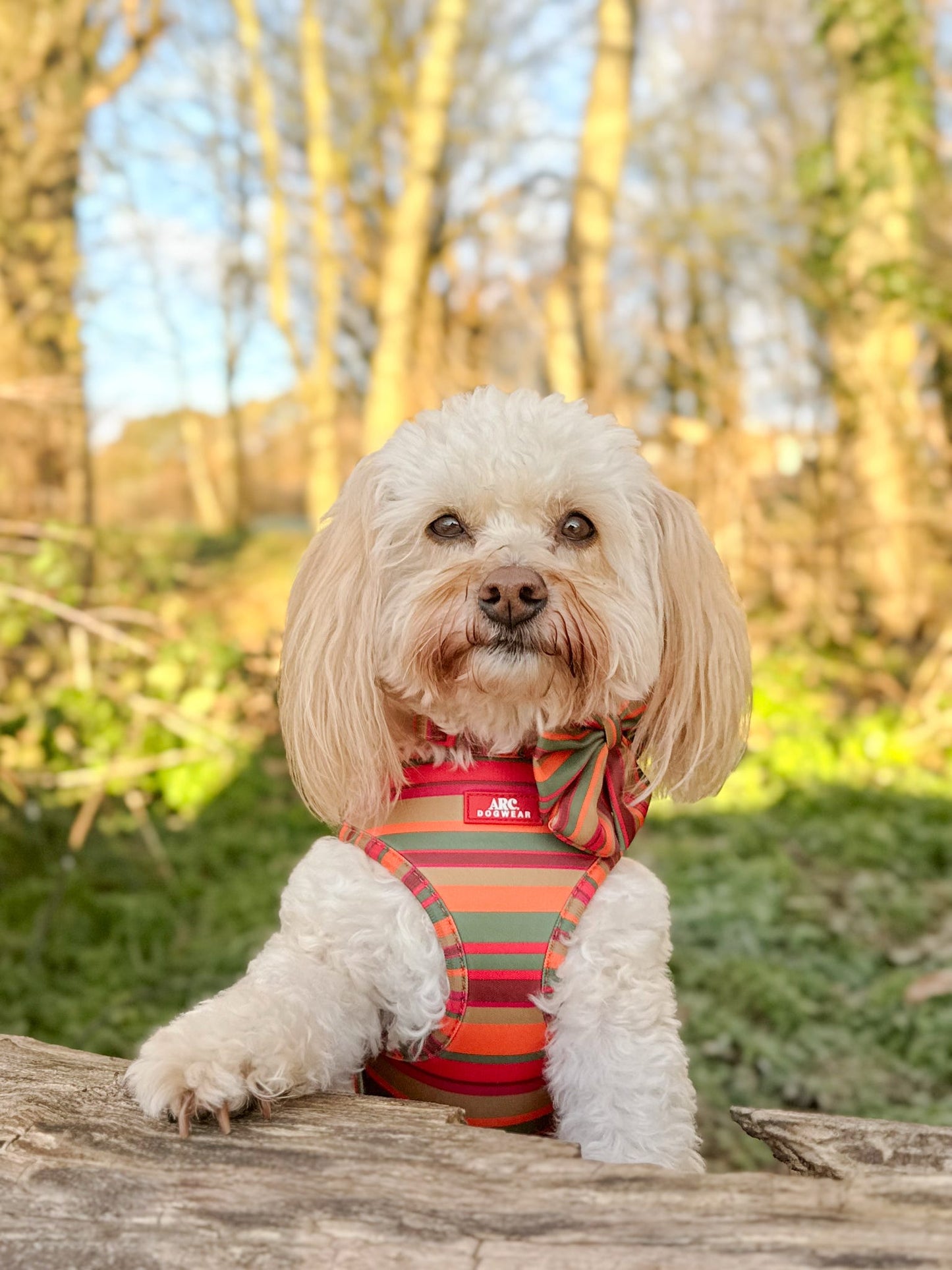 Horizon Adjustable Harness