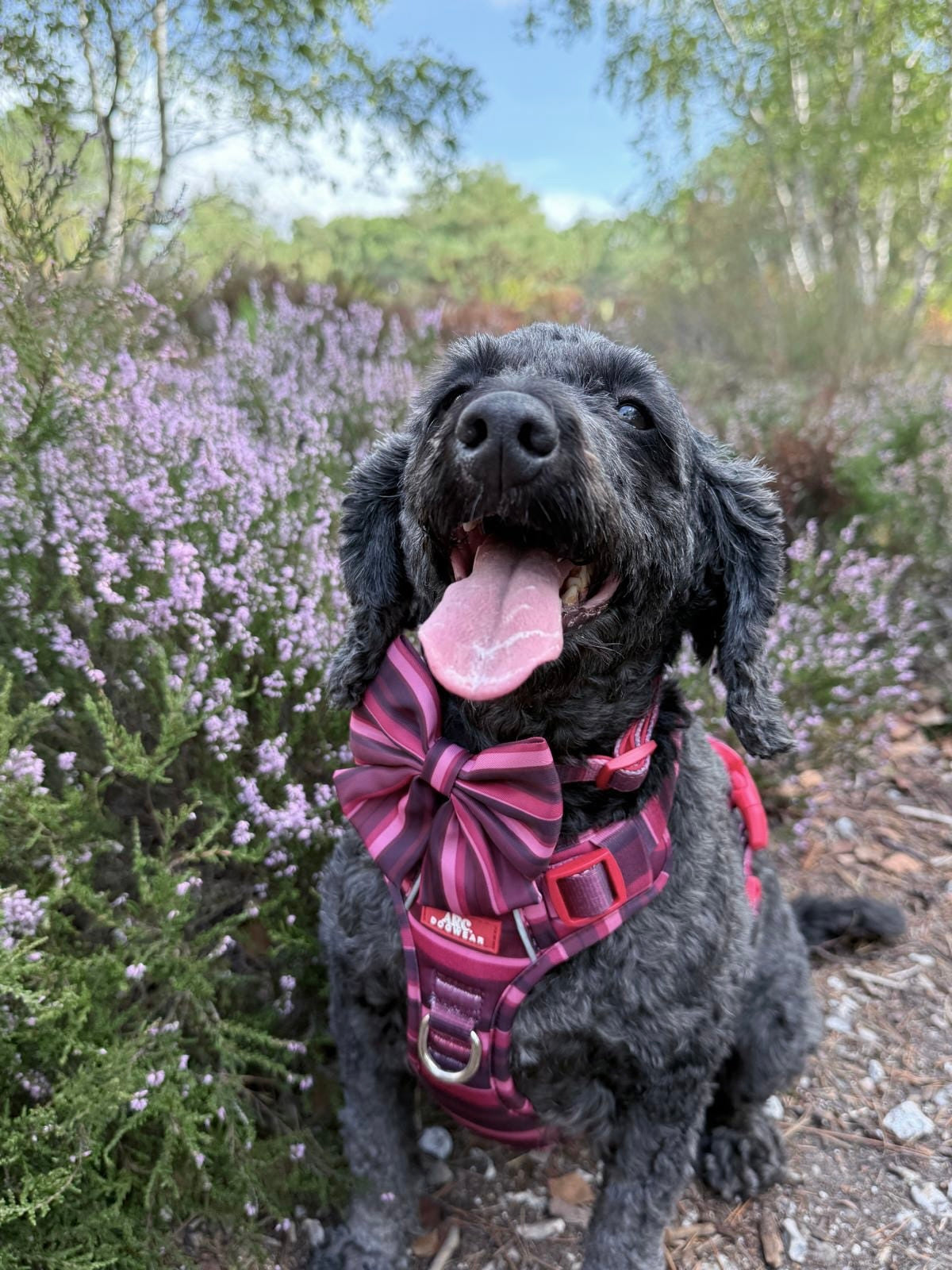 Bramble ARC. Adventurer Harness - New Size Guide