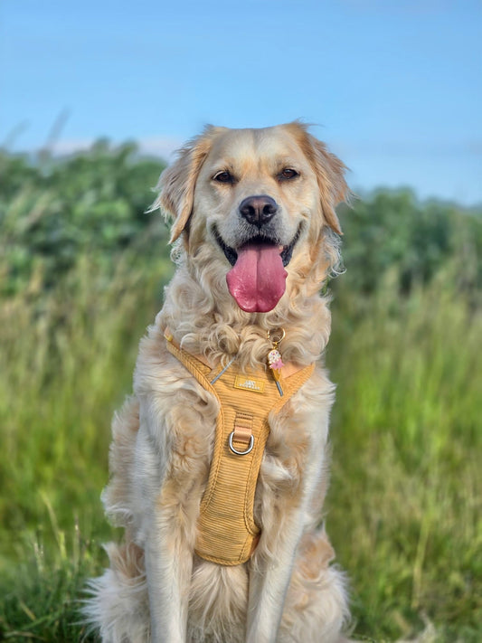 Sol ARC. Adventurer Harness (Corduroy)