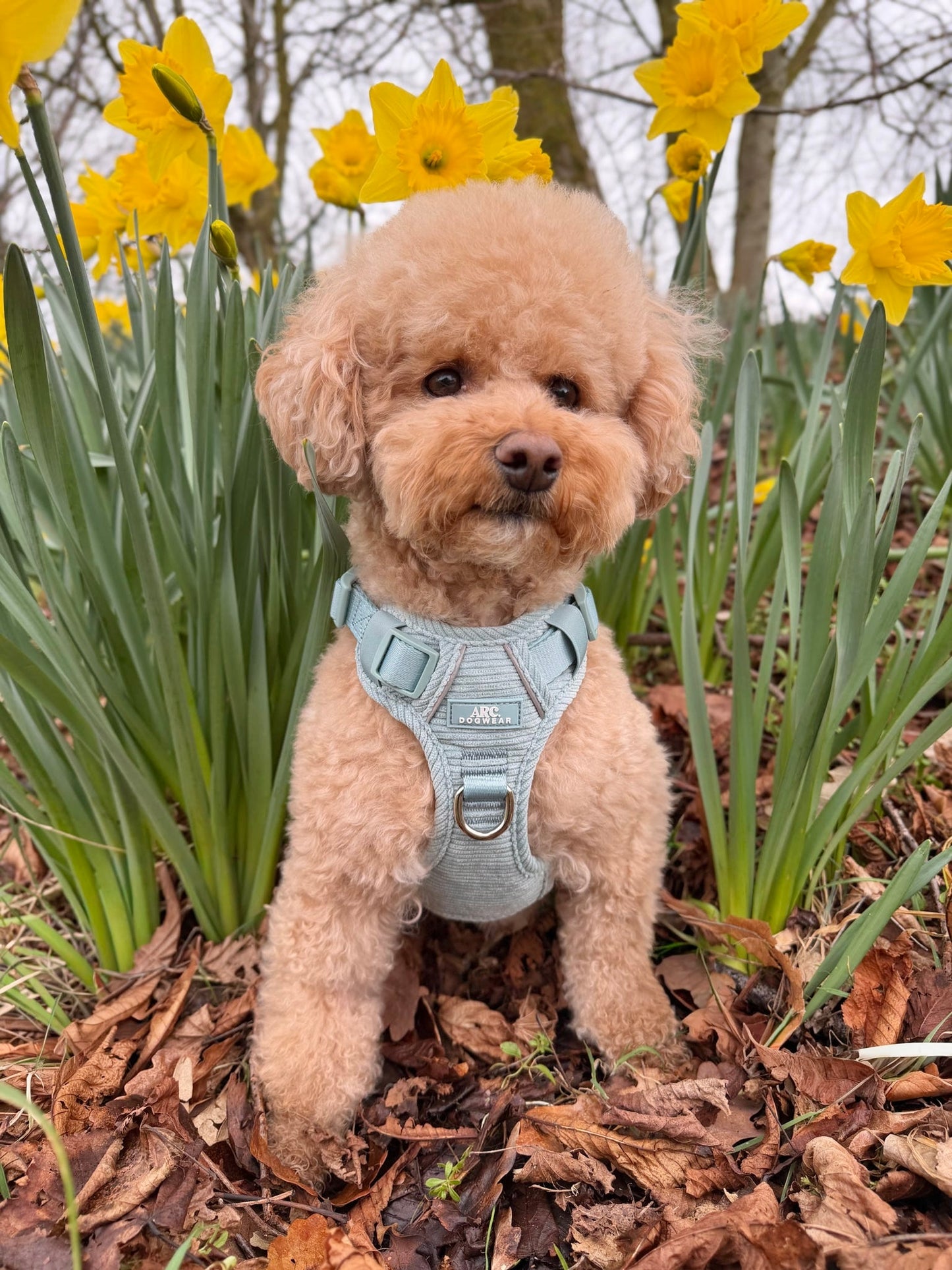 Celadon ARC. Adventurer Harness (Corduroy)