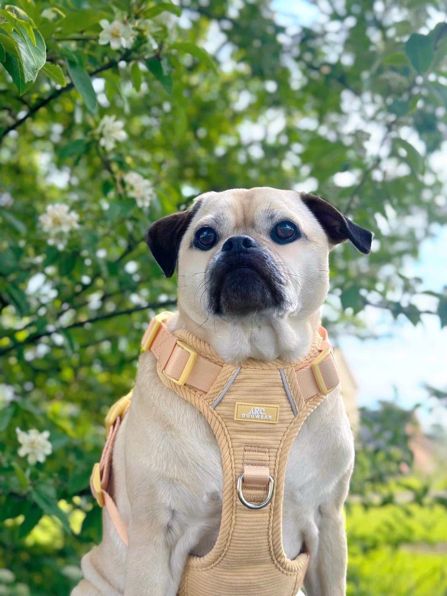 Sol ARC. Adventurer Harness (Corduroy)