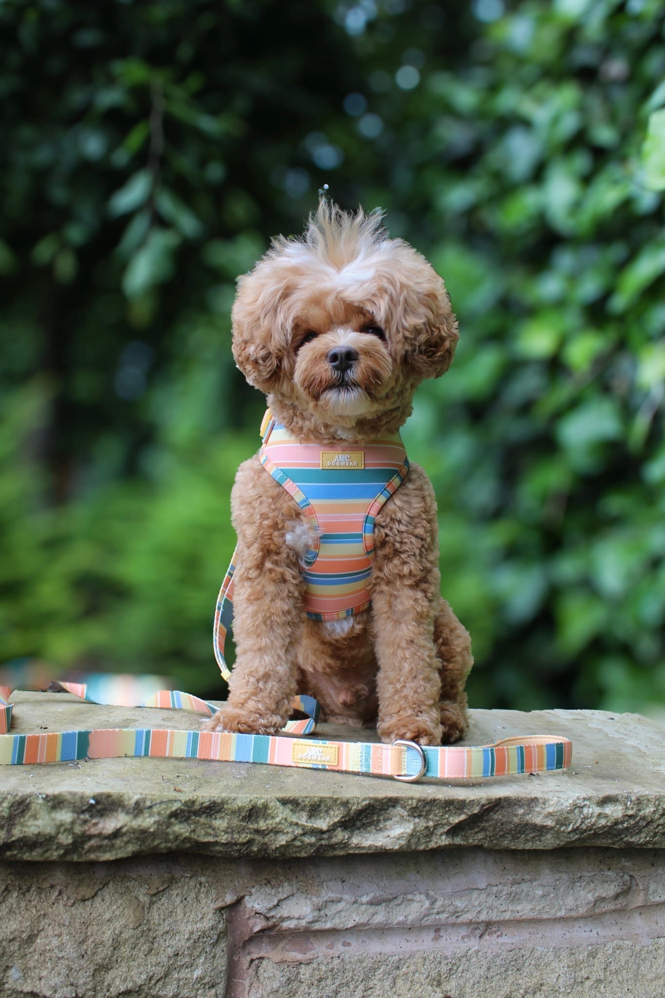 Sete Adjustable Harness