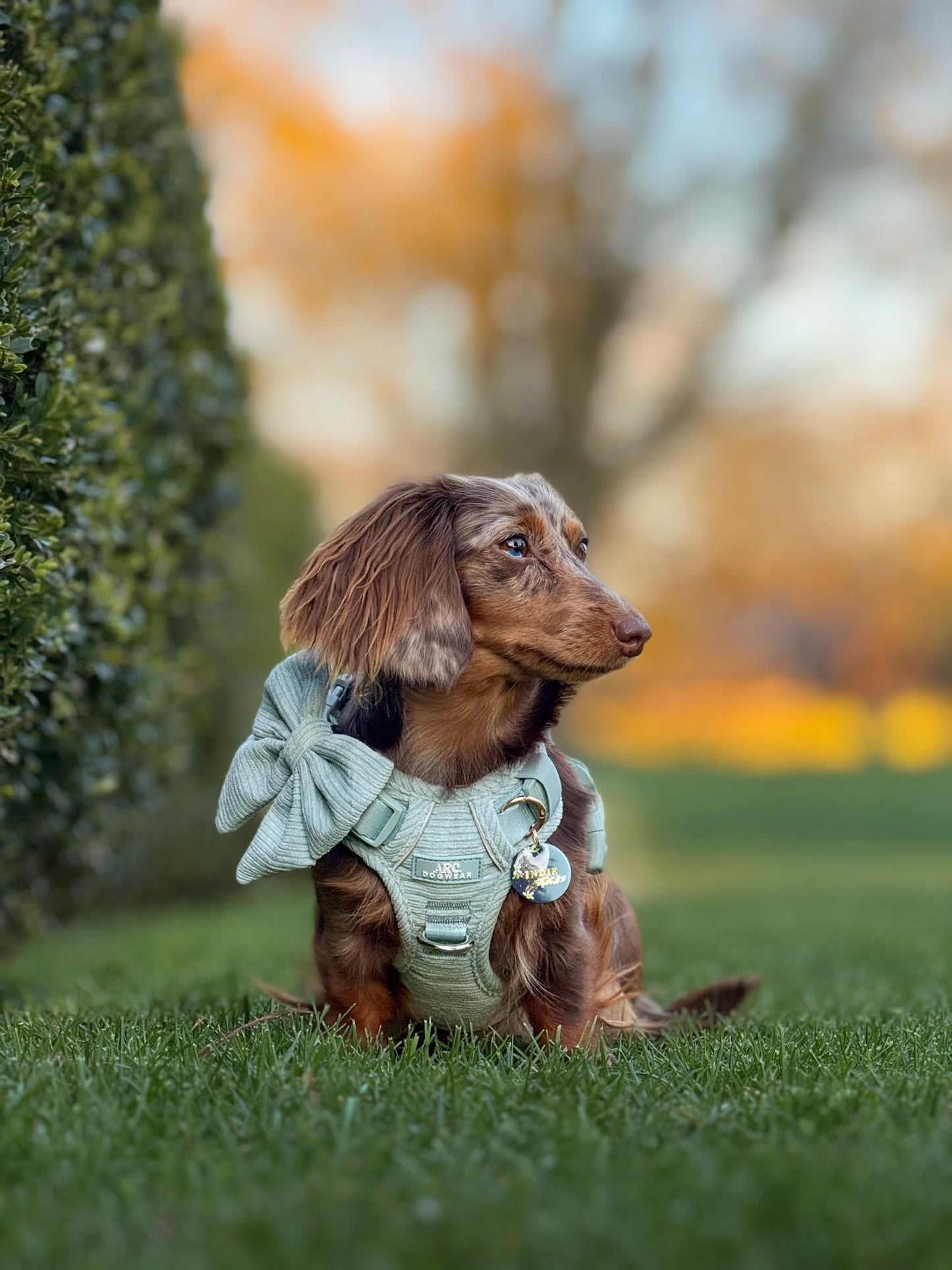 Celadon ARC. Adventurer Harness (Corduroy)