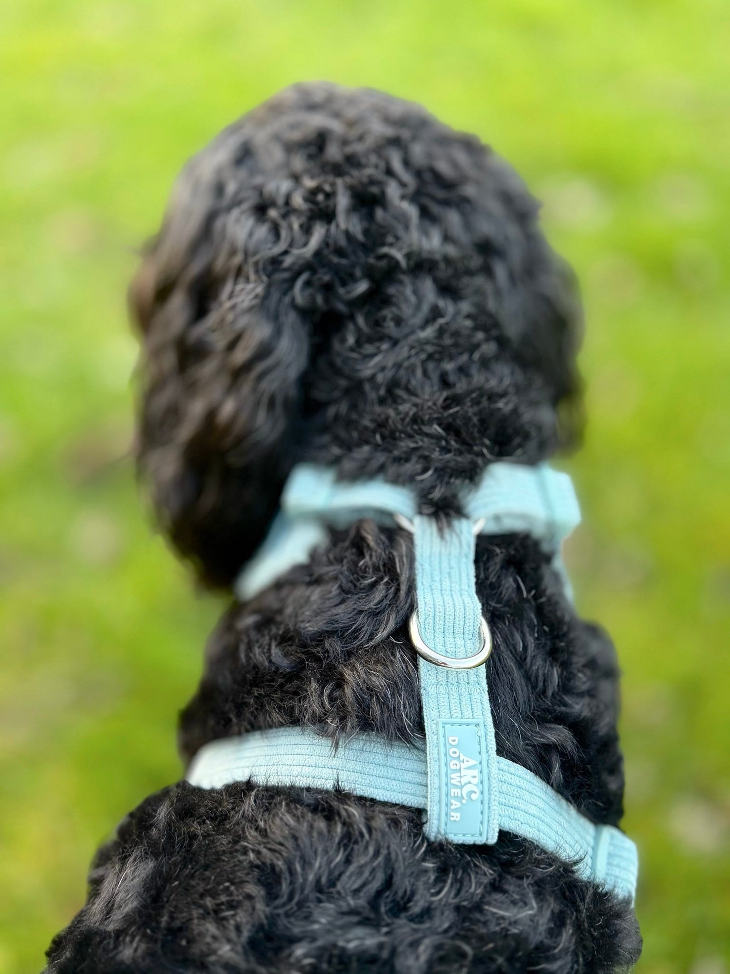 Celadon Adjustable Harness (Corduroy)