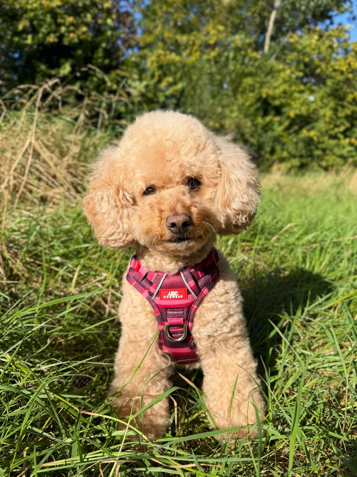 Bramble ARC. Adventurer Harness - New Size Guide