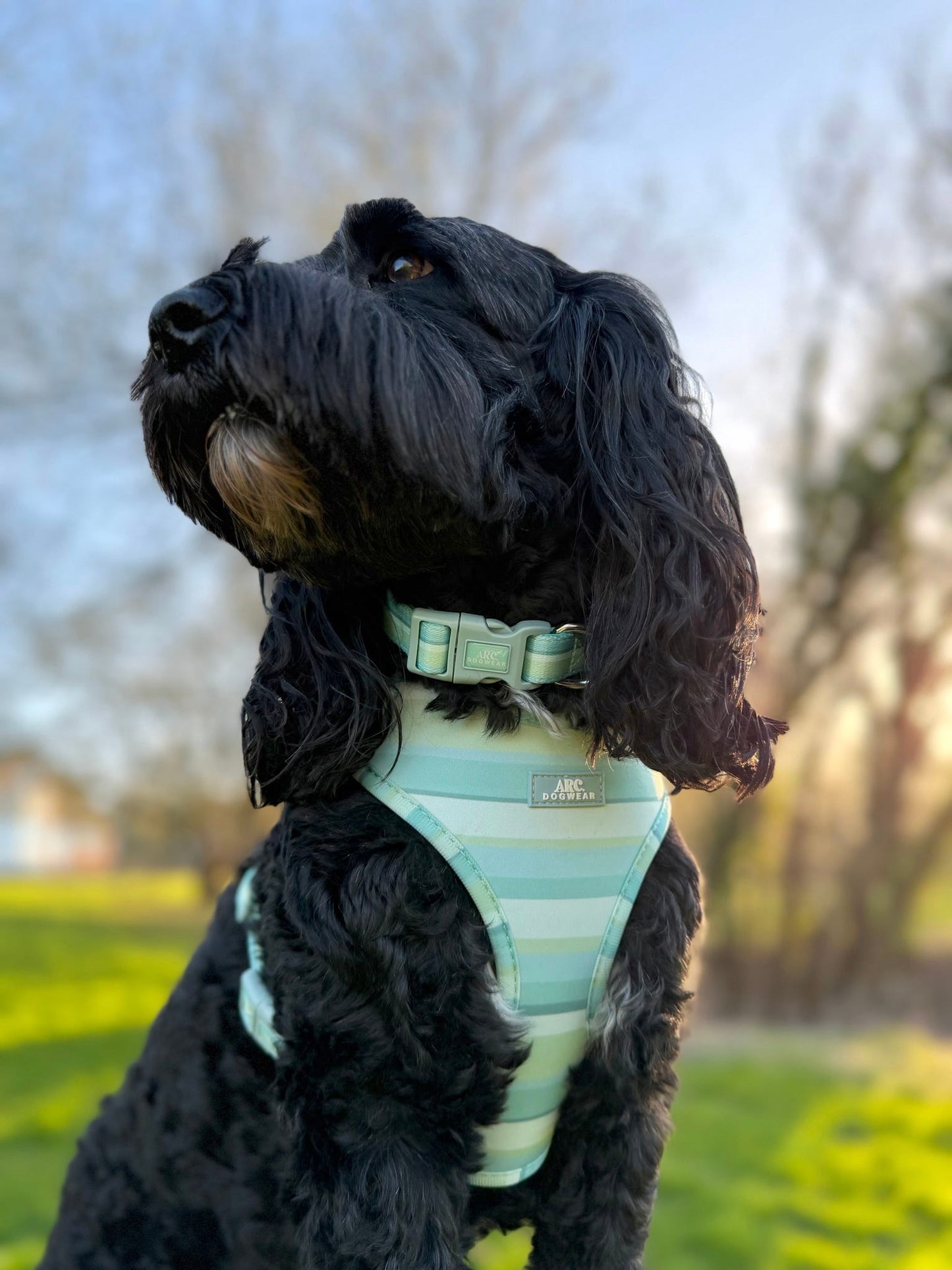 Vista Adjustable Collar