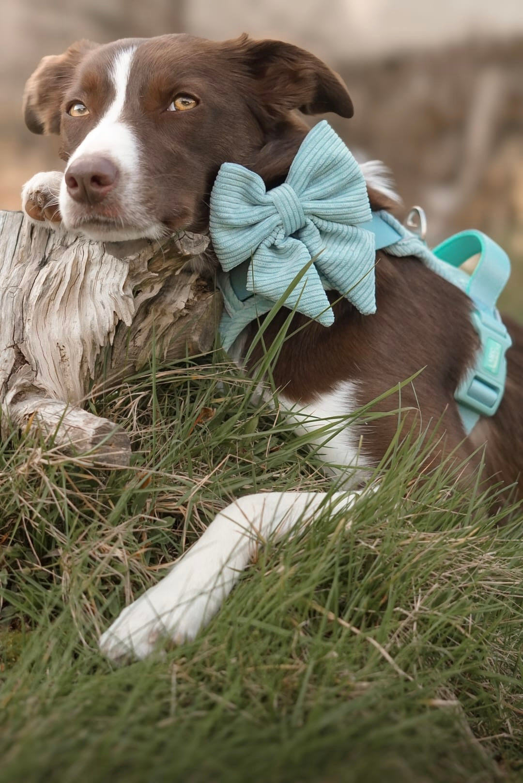 Celadon ARC. Adventurer Harness (Corduroy)