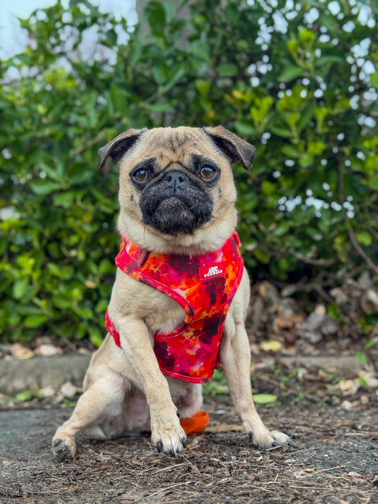 Ember Adjustable Harness