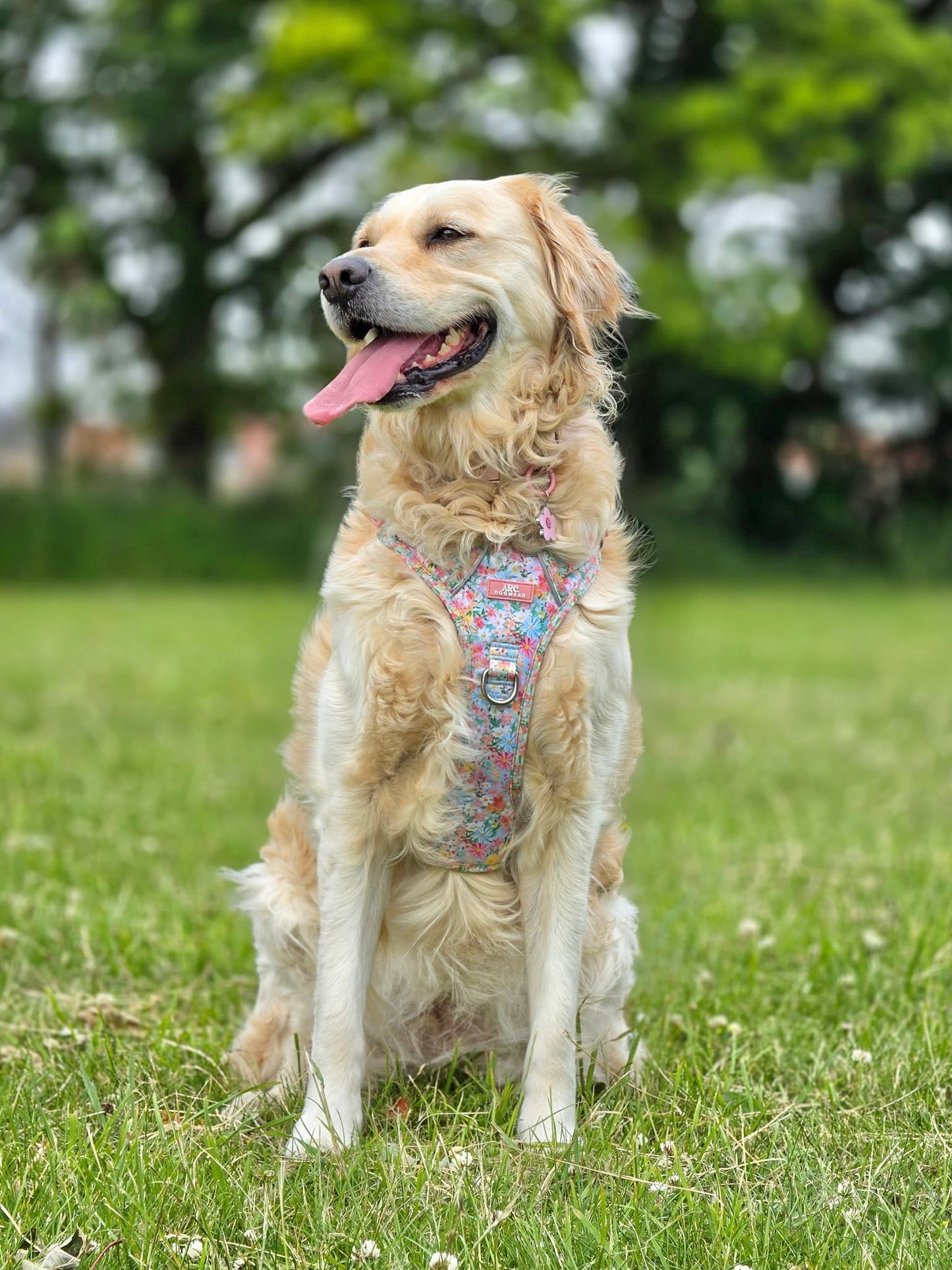 Flora ARC. Adventurer Harness