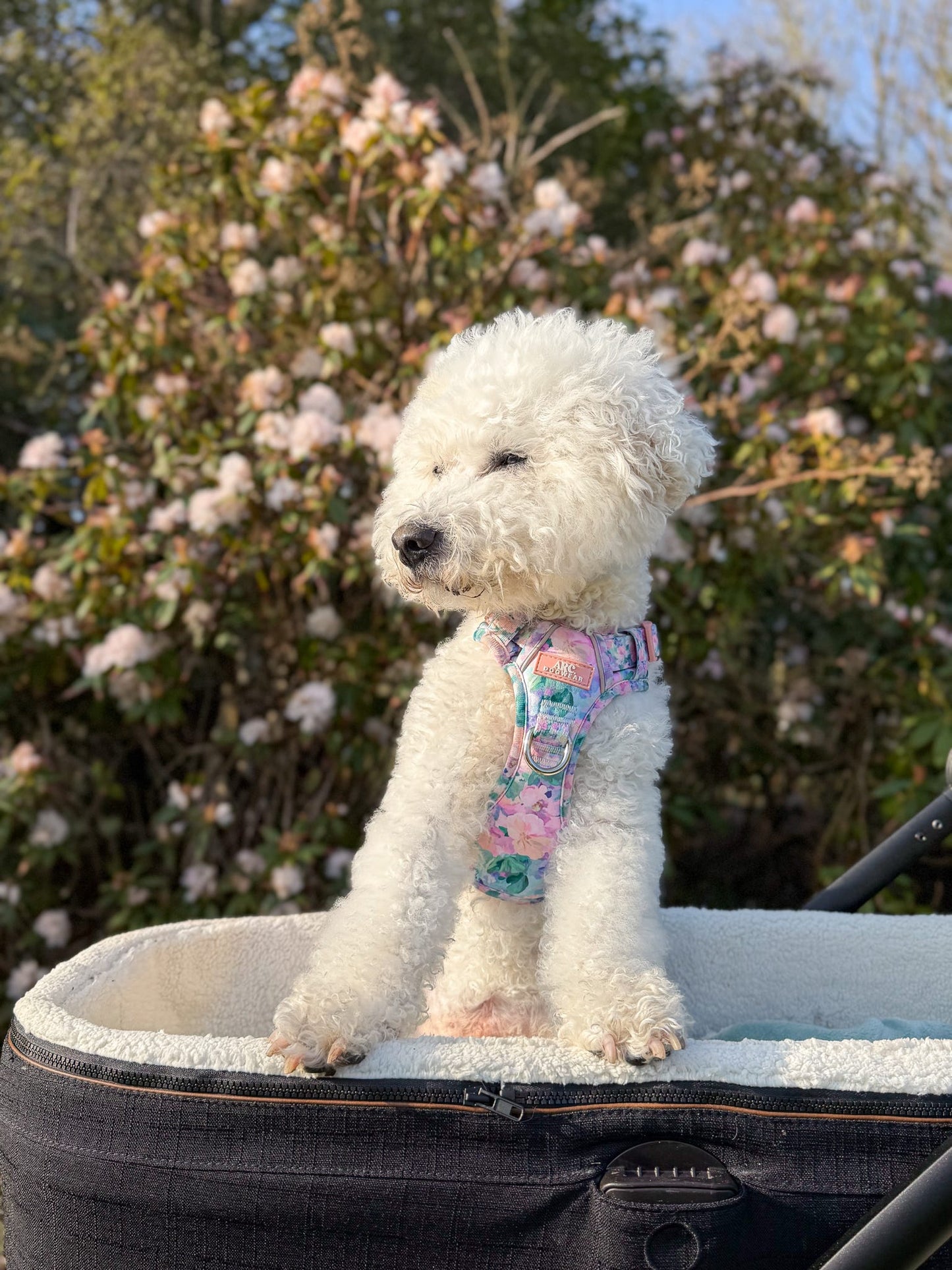 Mellie's Meadow ARC. Adventurer Harness